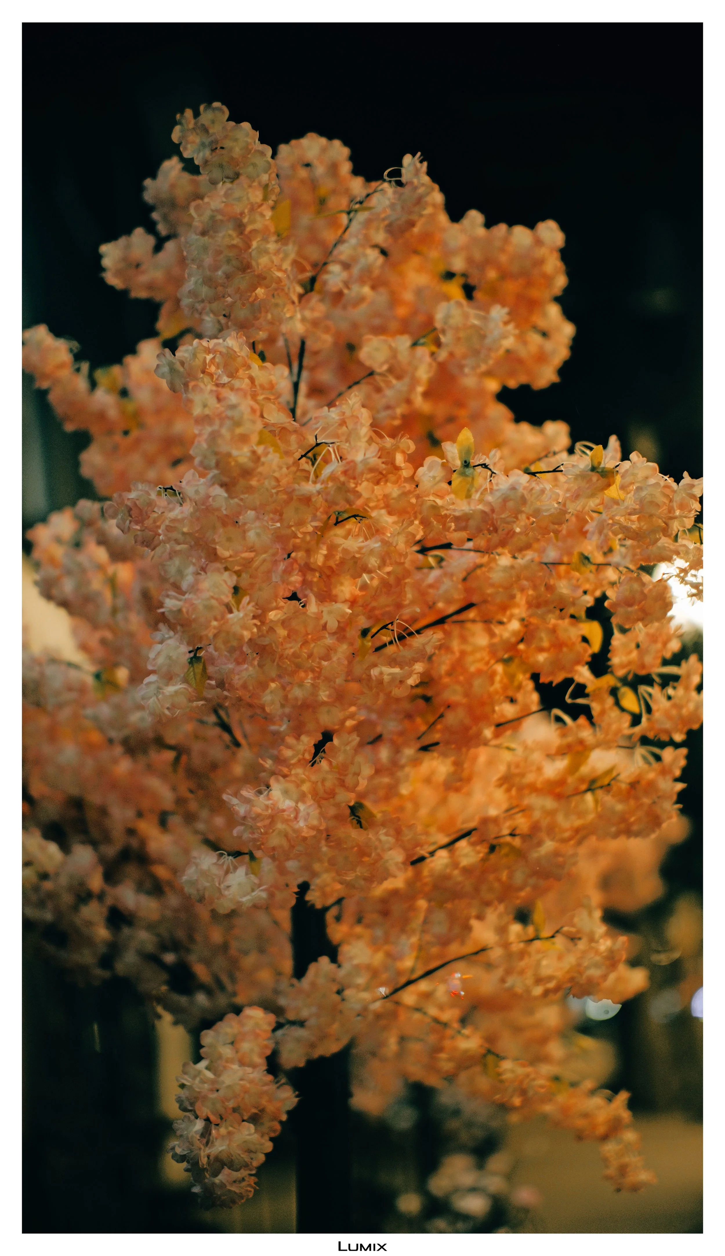 Close-up of pinkish-orange flowering tree illuminated at night with dark background.