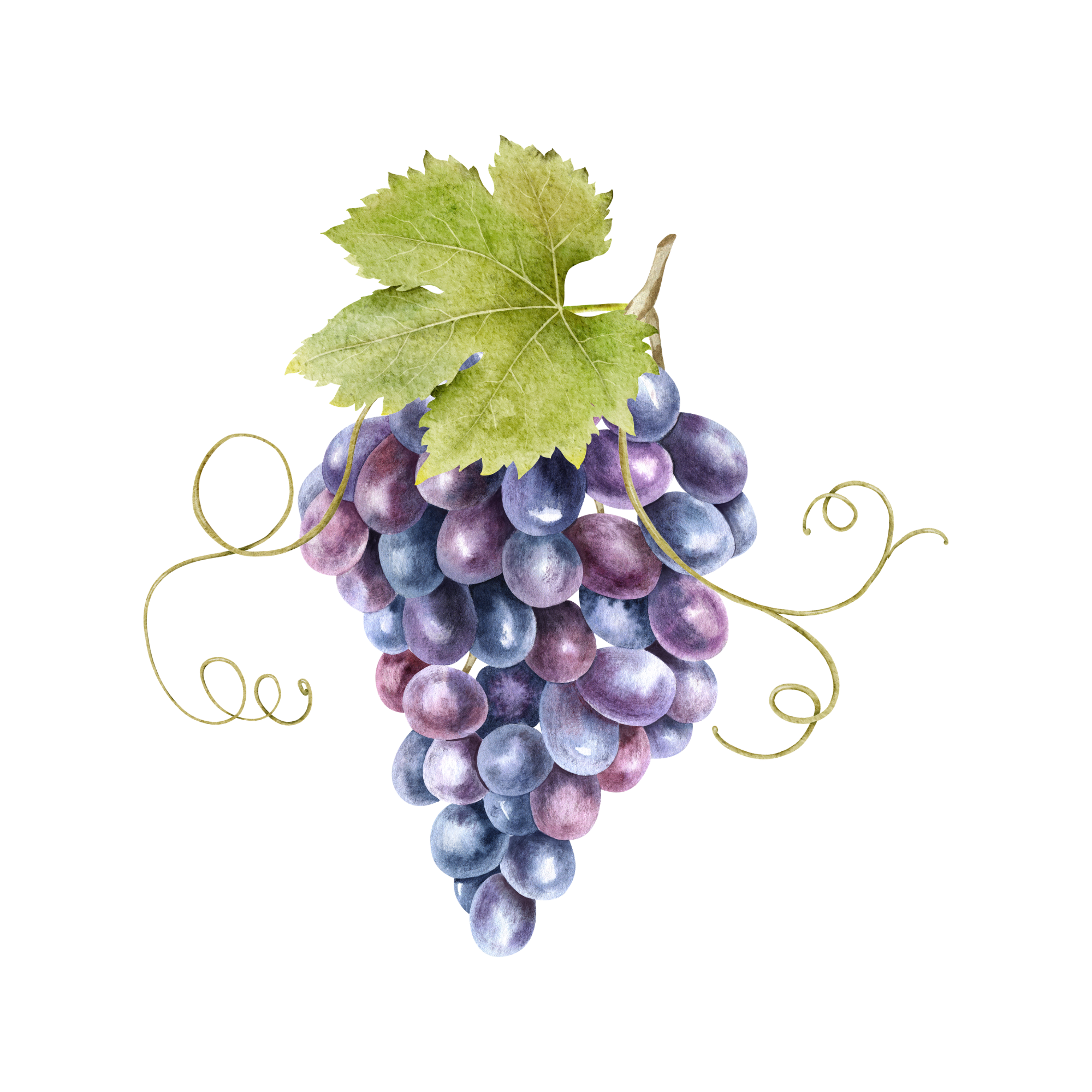 Cluster of purple and blue grapes with green grape leaves and yellow tendrils on the black background.