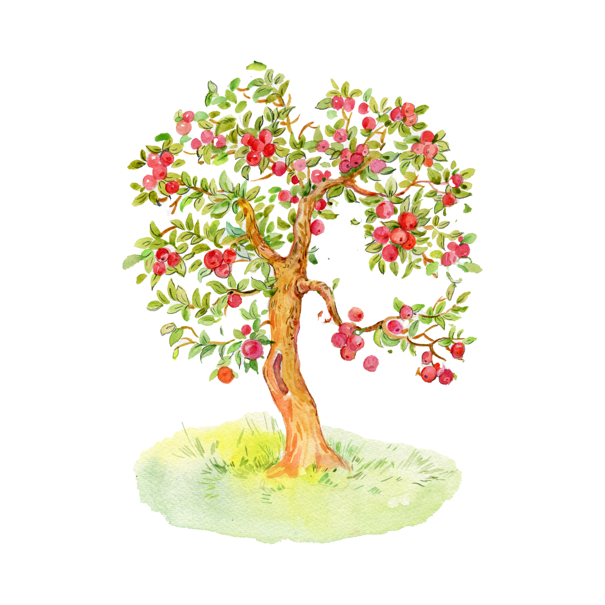 A watercolor illustration of a fruit tree with pinkish-red berries and green leaves, situated on a grassy patch.