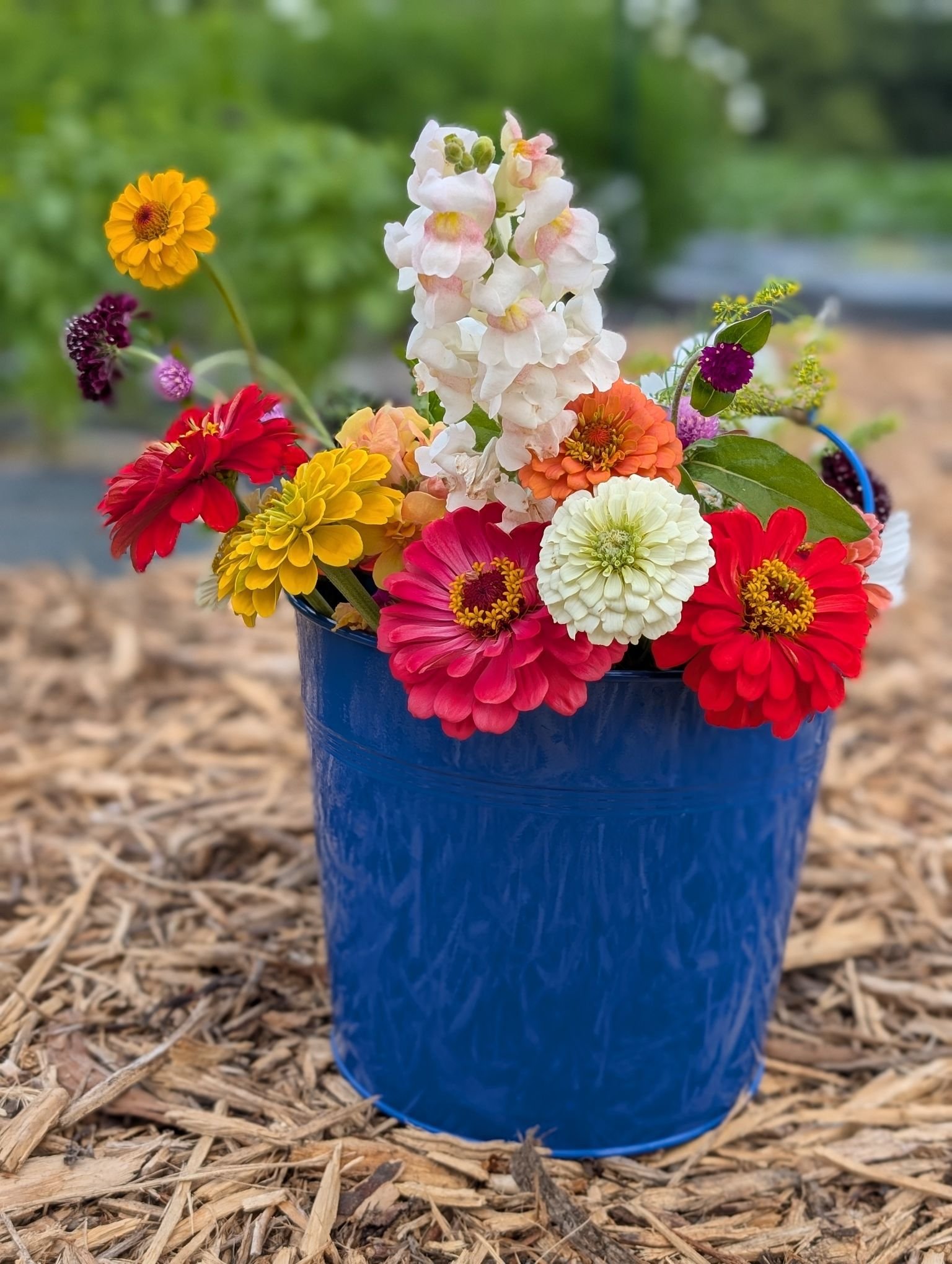 A blue bucket filled with colorful flowers including marigolds, zinnias, and snapdragons, placed on wood chips or mulch outdoors with a blurred green background.