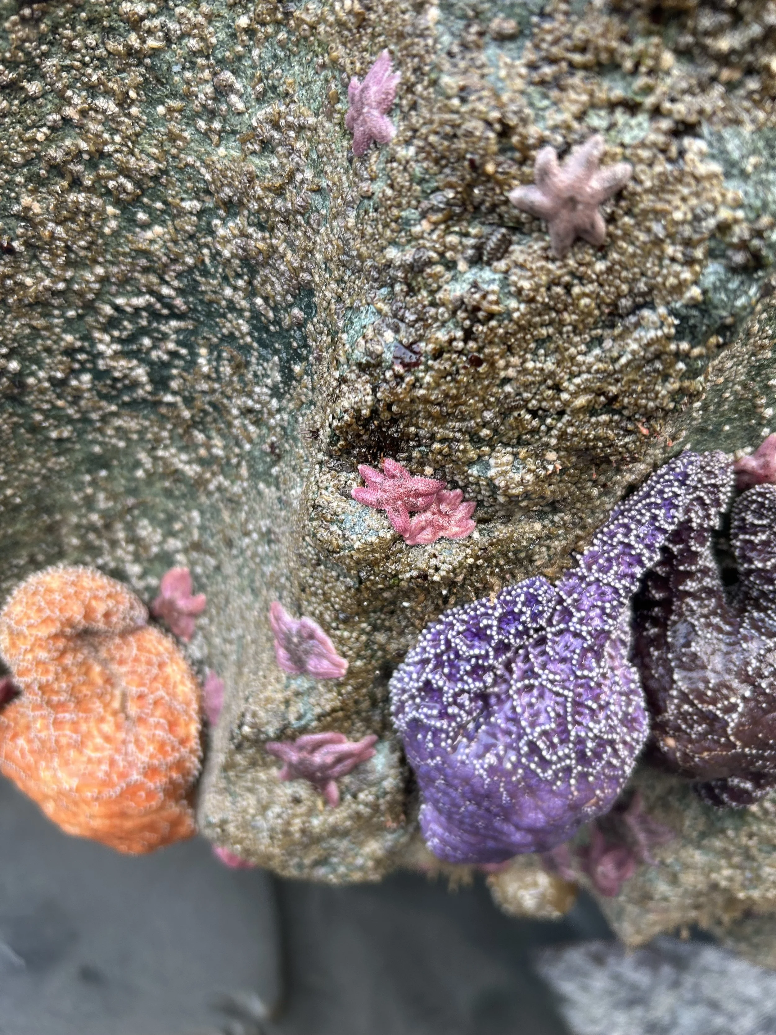 Close-up photo of various colorful corals on a reef, including purple, orange, and pink corals, with small marine creatures on the surface.