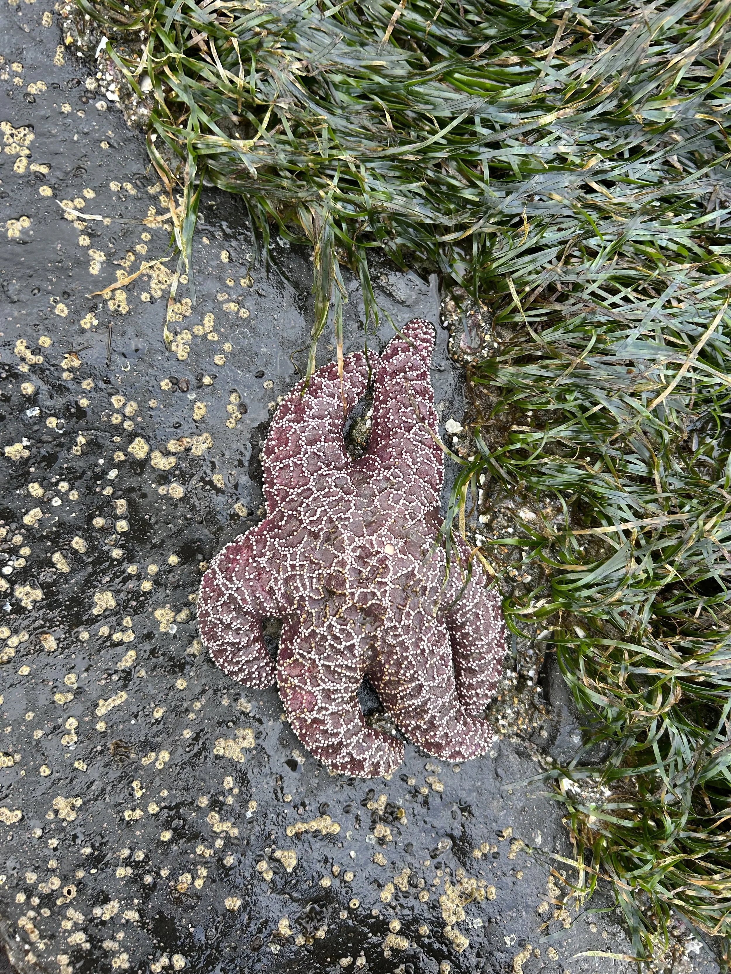 A person wearing a purple starfish-patterned wetsuit is walking on the beach, near green seaweed and small barnacles attached to rocks.