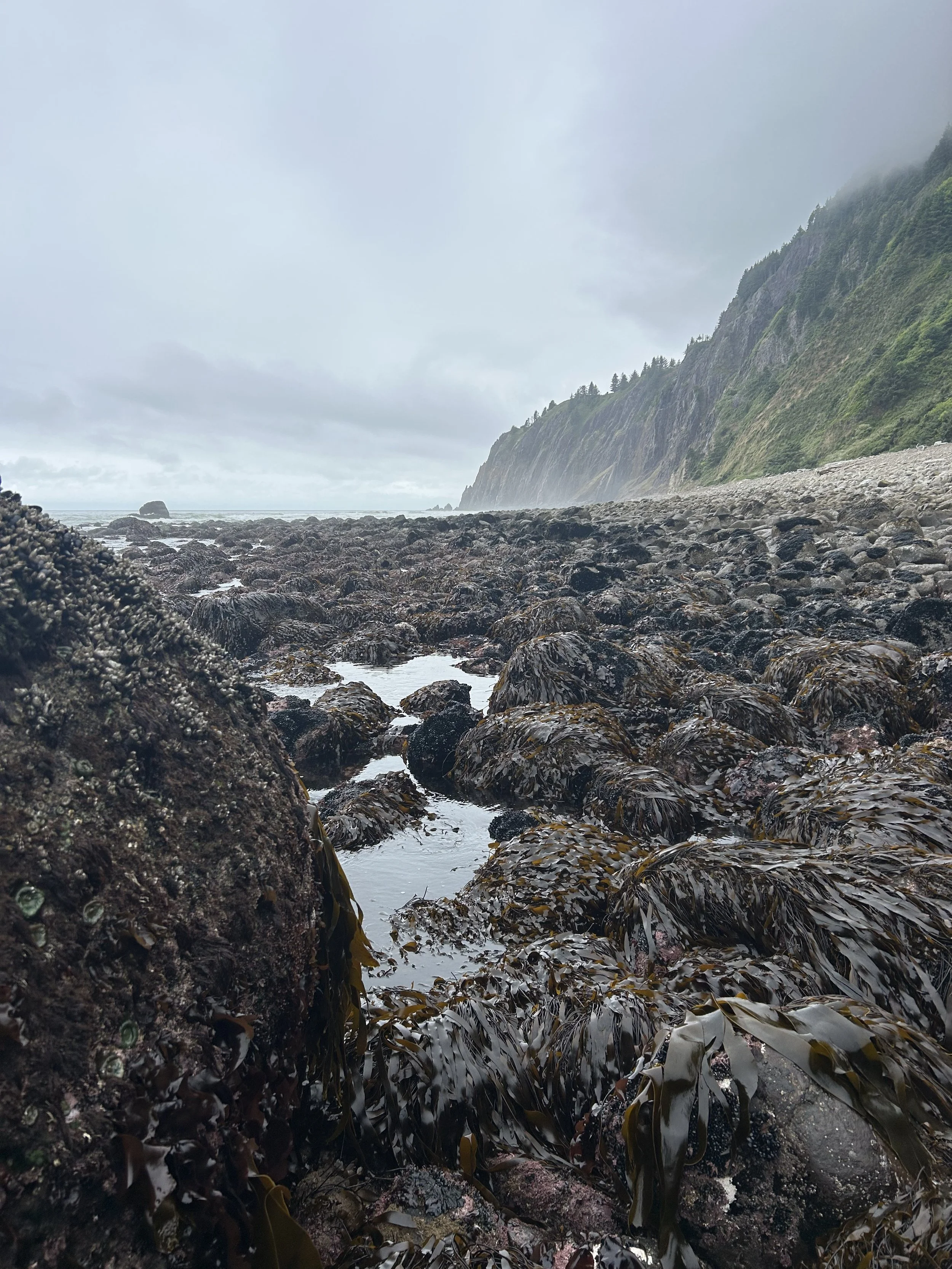 A rocky shoreline with seaweed and ocean water, with forested cliffs in the background and a cloudy, foggy sky overhead.