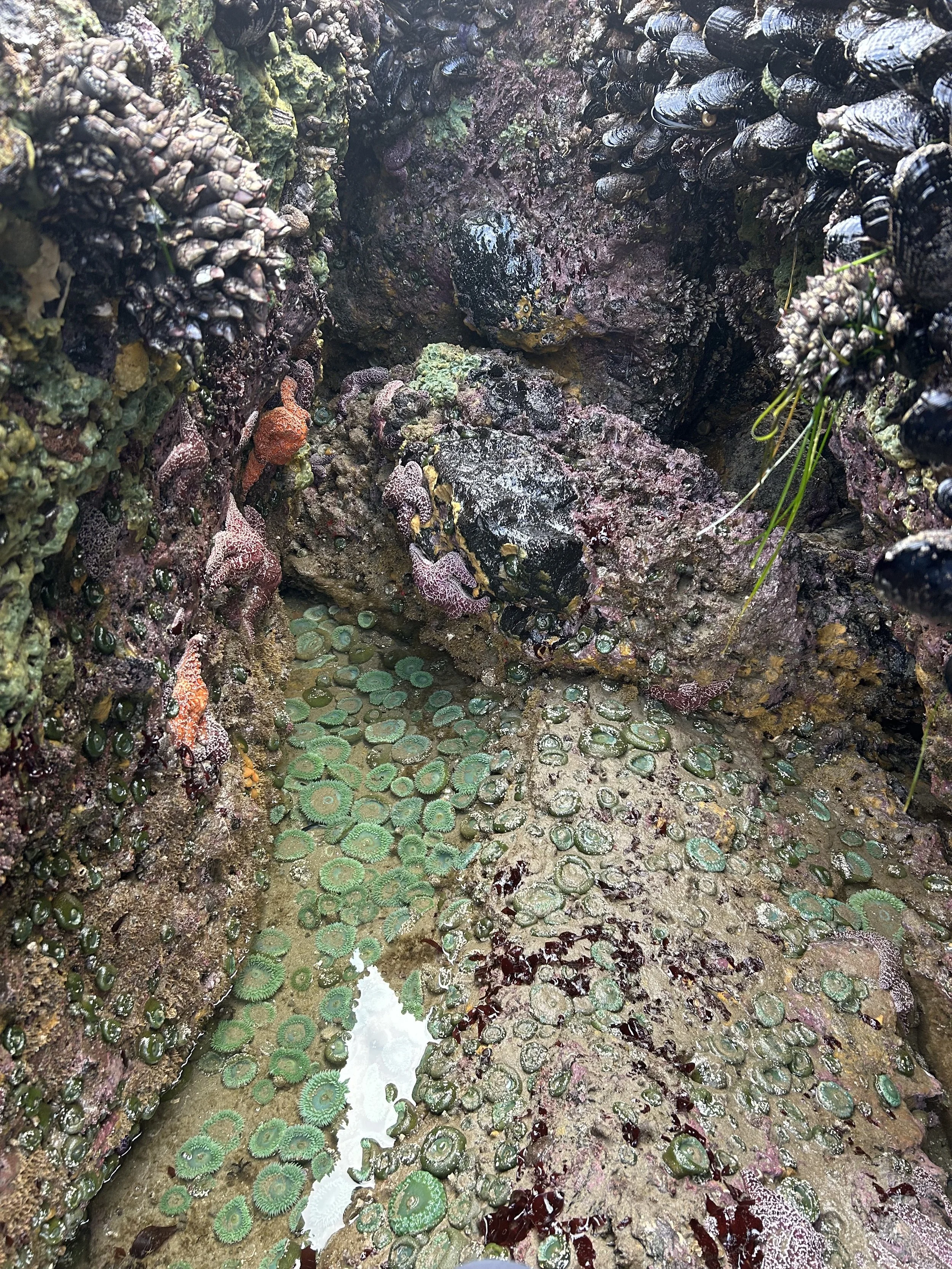 Close-up of a tide pool with various marine organisms, including barnacles, mussels, seaweed, and green sea anemones on rocks around the water.