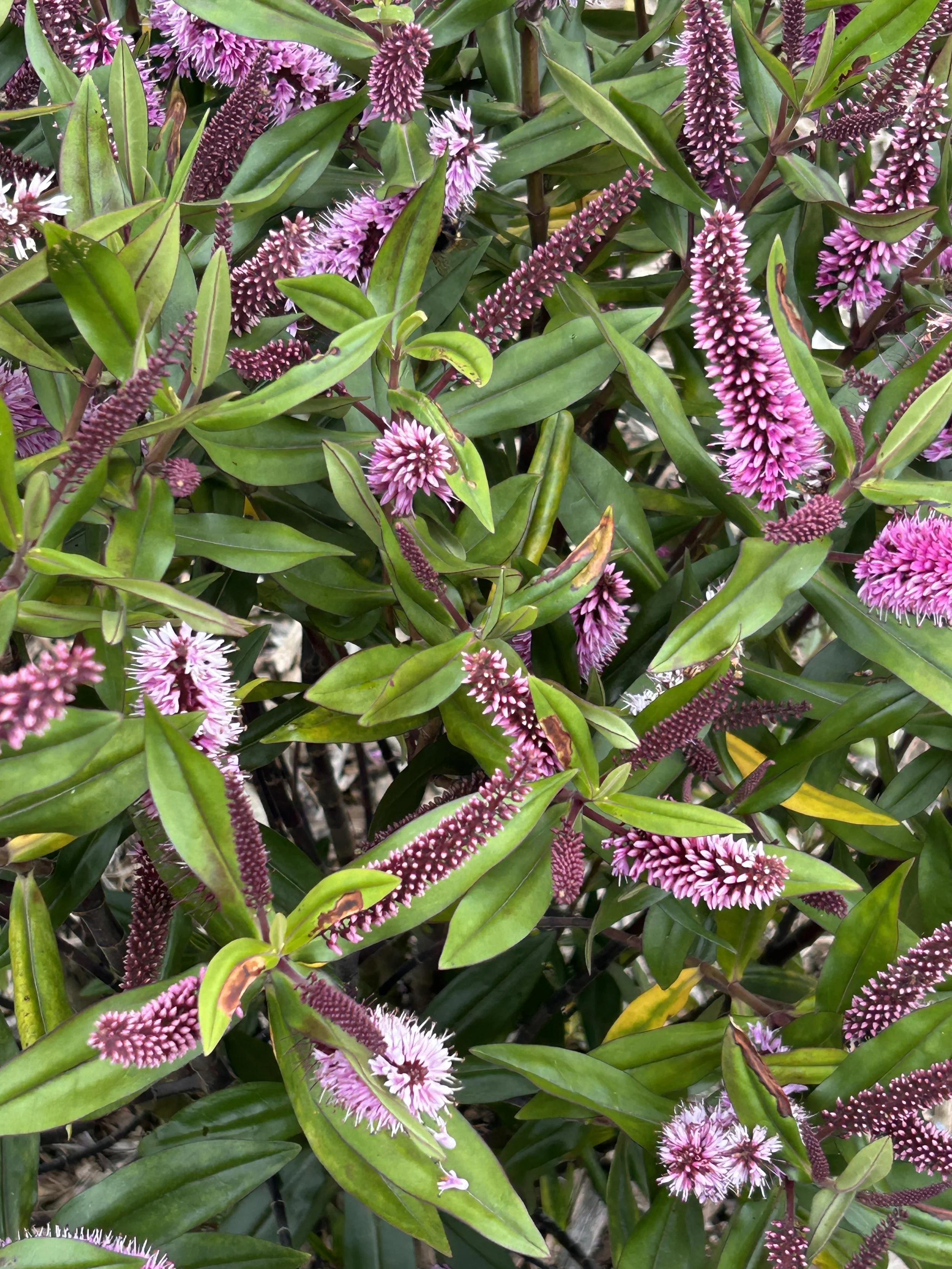 Pink and white Hebe flowers with long, thin, dark pink flower spikes surrounded by green leaves.