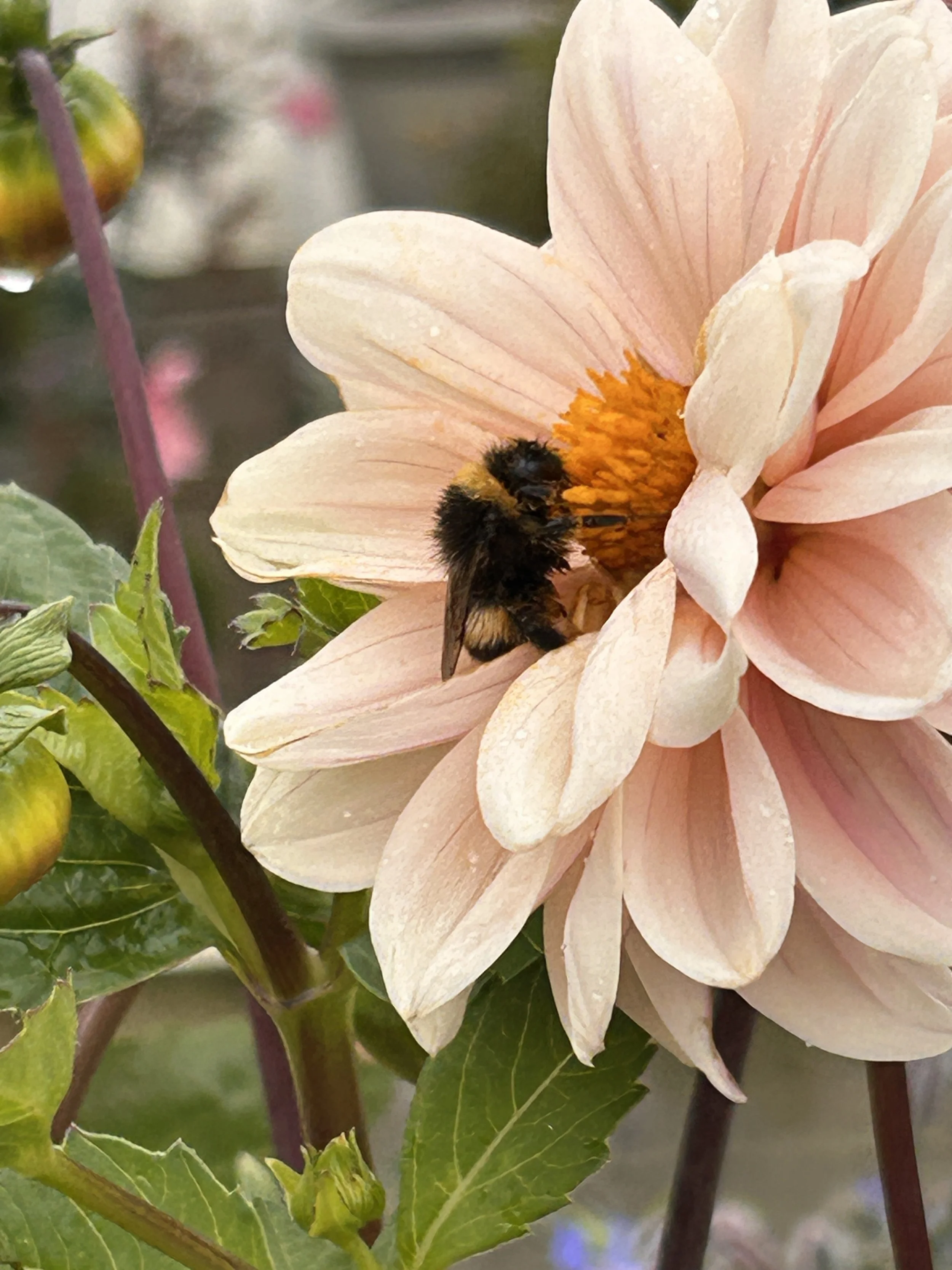 A close-up of a pale pink dahlia flower with a bumblebee gathering nectar in its center, surrounded by green leaves and stems.