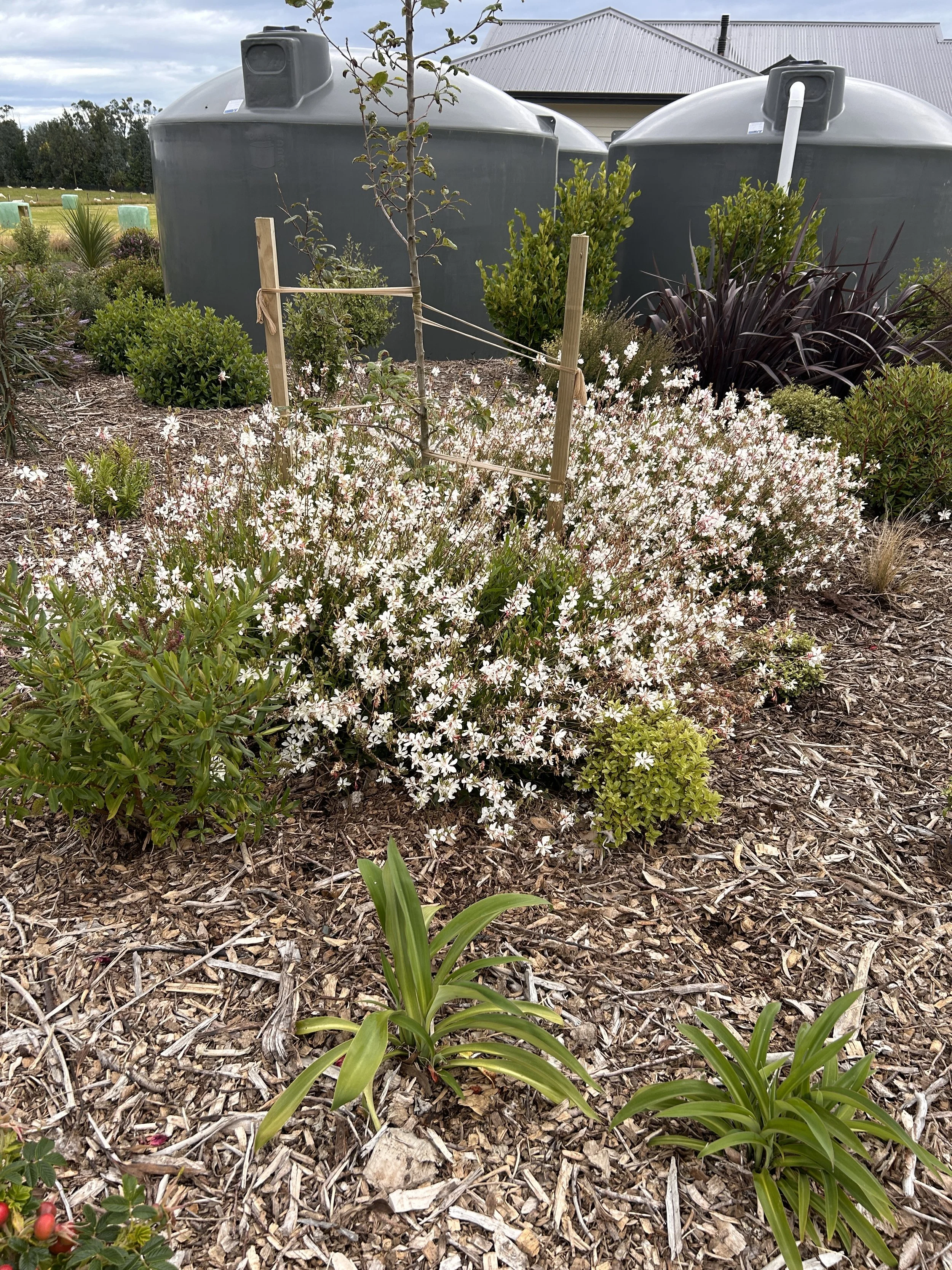 Garden with various plants and flowers, two large gray water tanks in the background, house with metal roof, and cloudy sky.