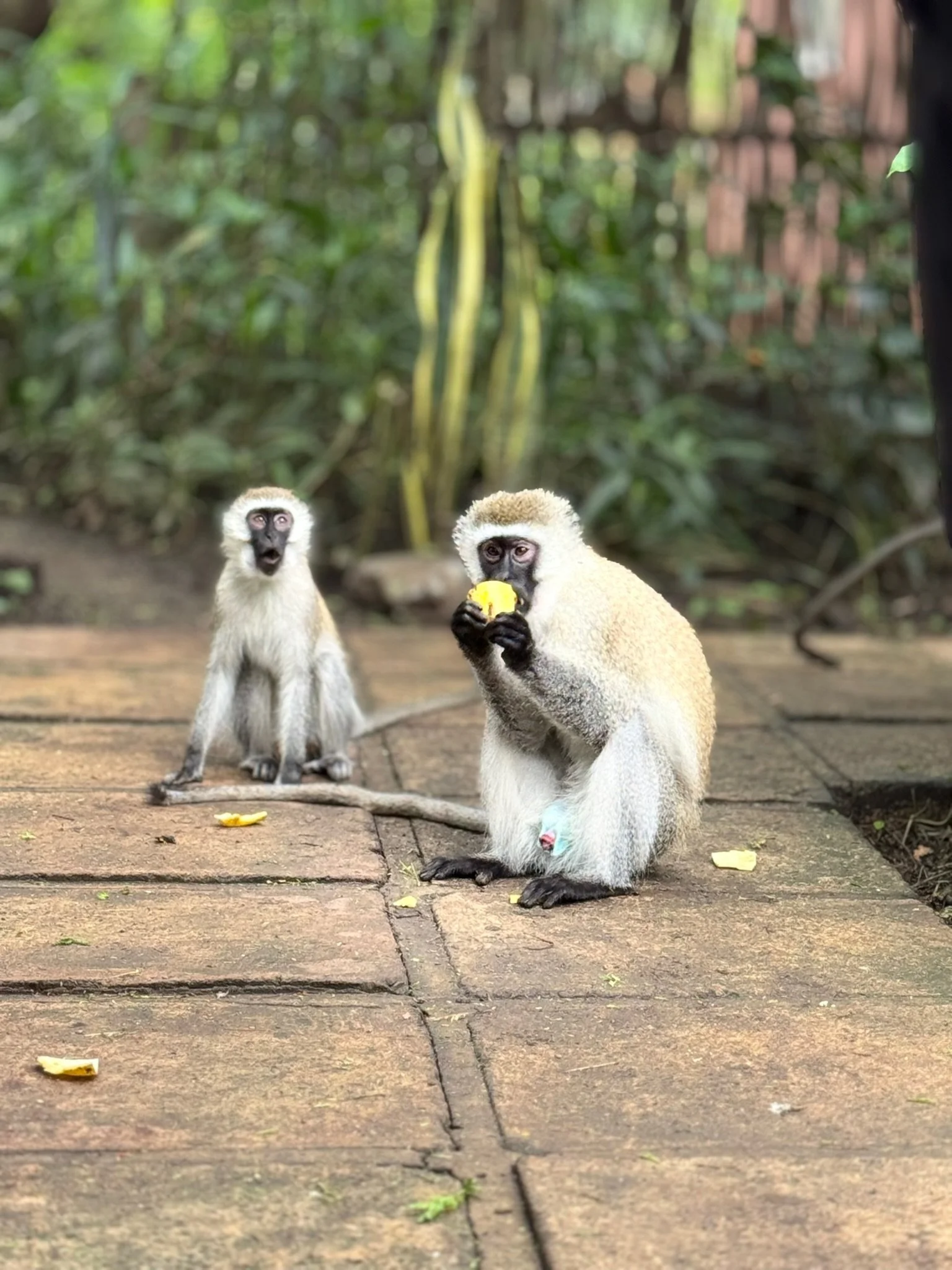 Two primates sitting on a paved surface in a lush, green outdoor environment. One is holding and eating a yellow piece of fruit, while the other looks directly at the camera. There are a few pieces of the fruit scattered on the ground.