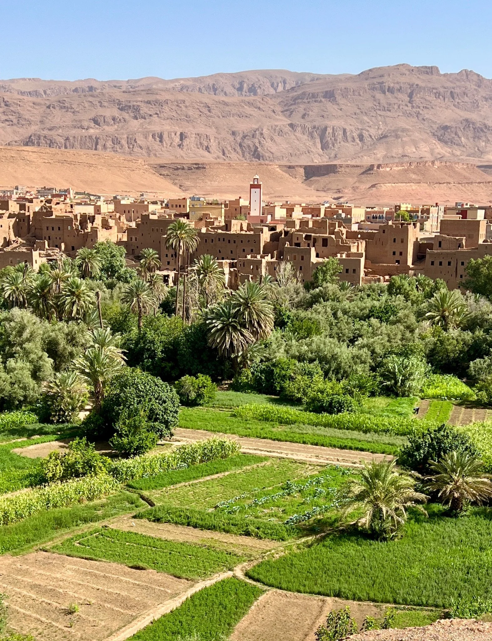 A lush green farm with various crops and plants, surrounded by palm trees, with a desert town and mountains in the background.