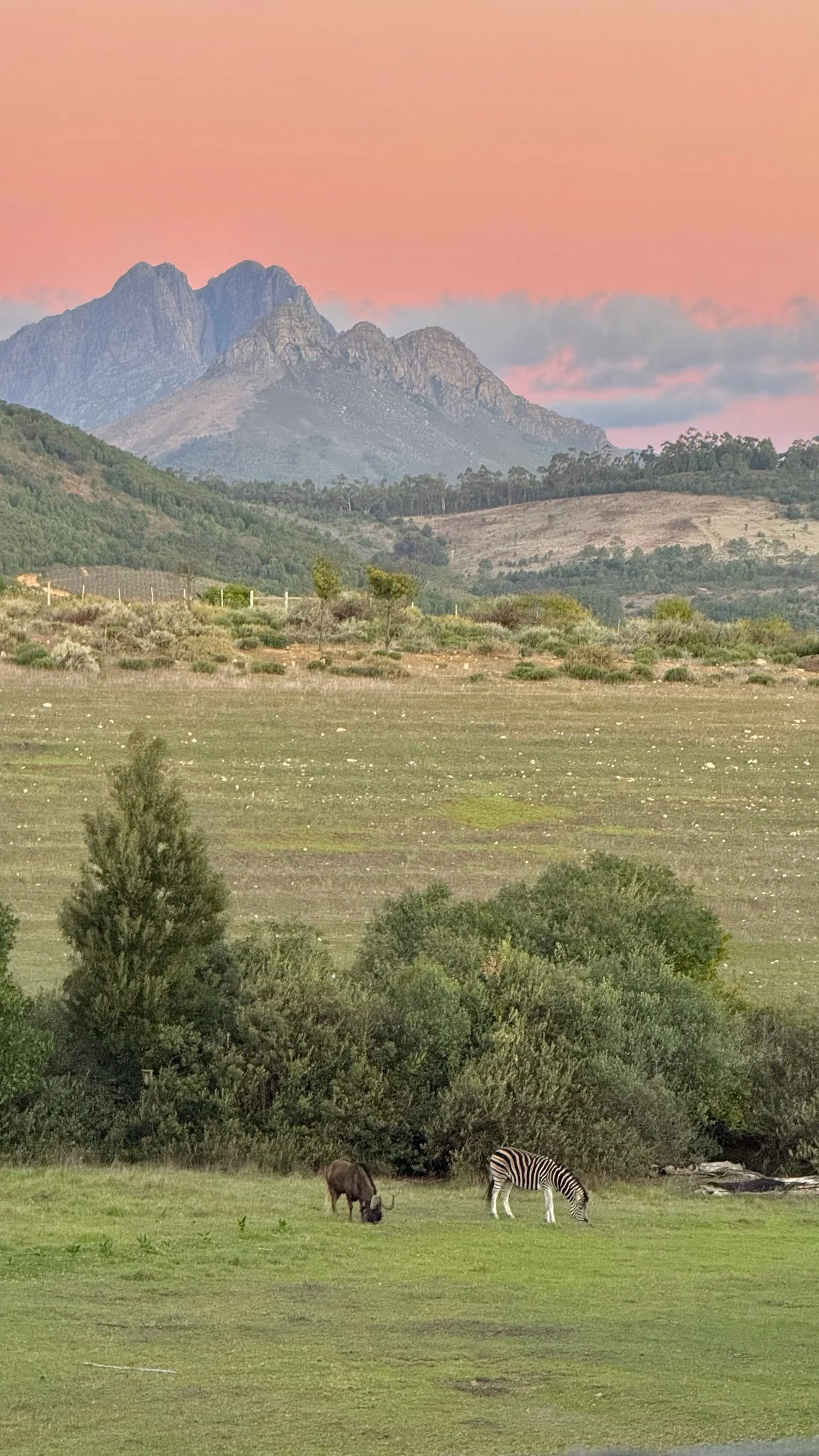 A landscape scene with mountains in the background, rolling hills, green trees, and two animals grazing in the foreground - a zebra and a moose.