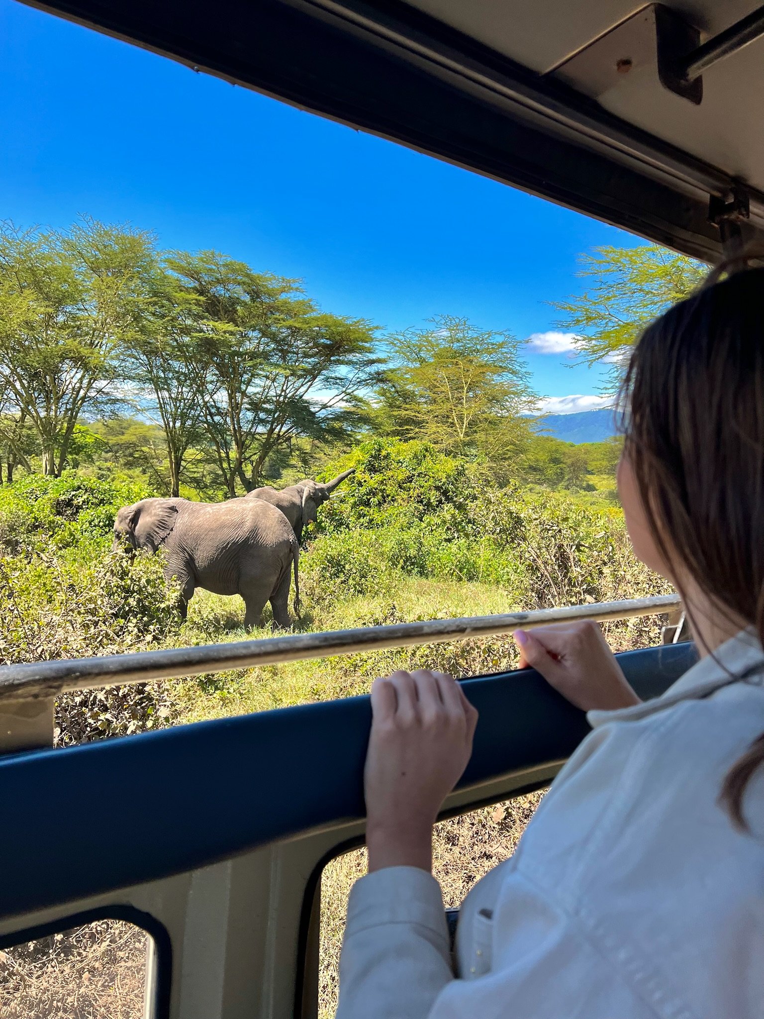 A person with brown hair and a white shirt looking out of a window at a herd of elephants walking through a green, grassy landscape with trees and mountains in the background on a sunny day.