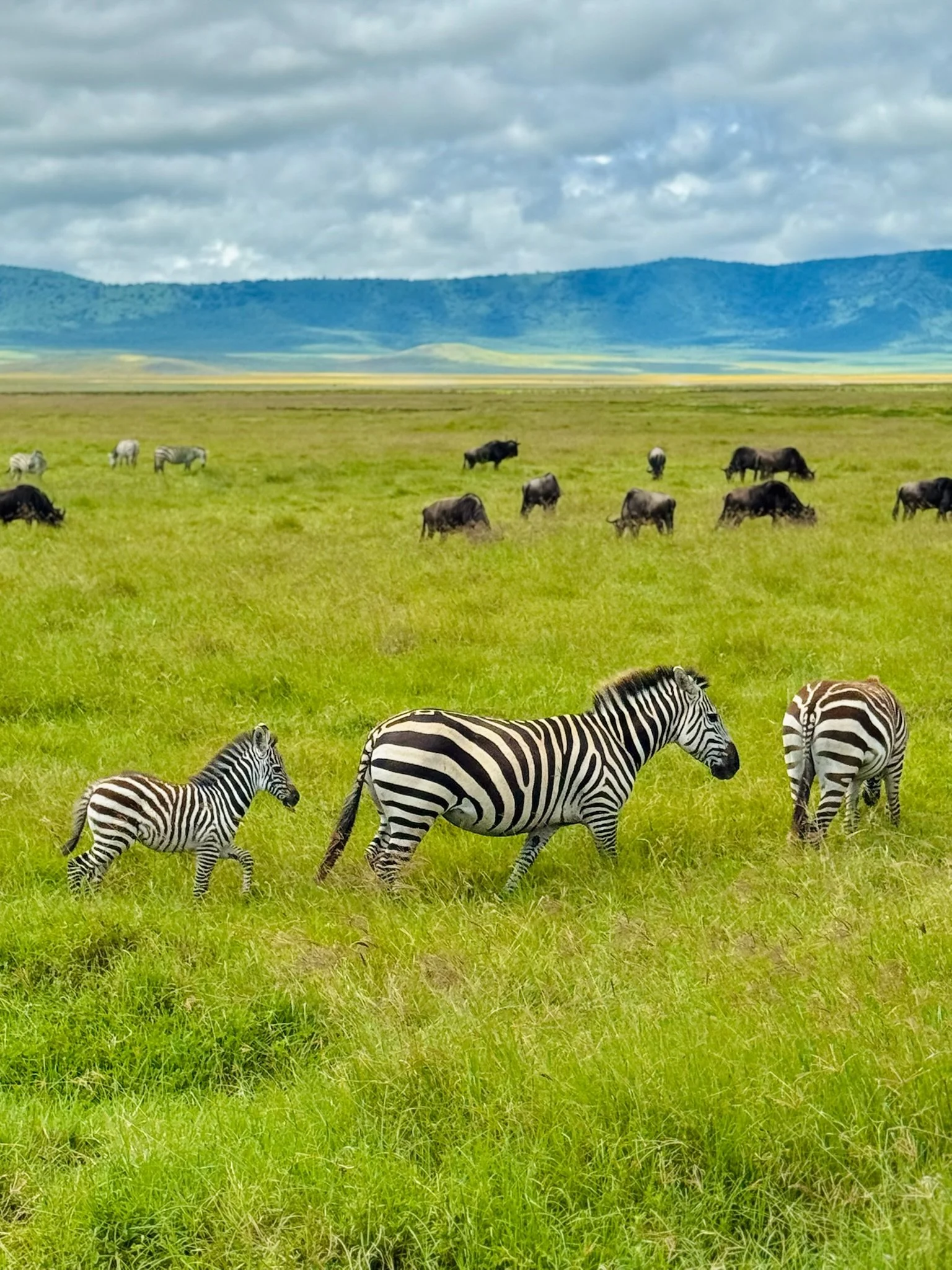 Zebras grazing on a green field with a mountain range and cloudy sky in the background.