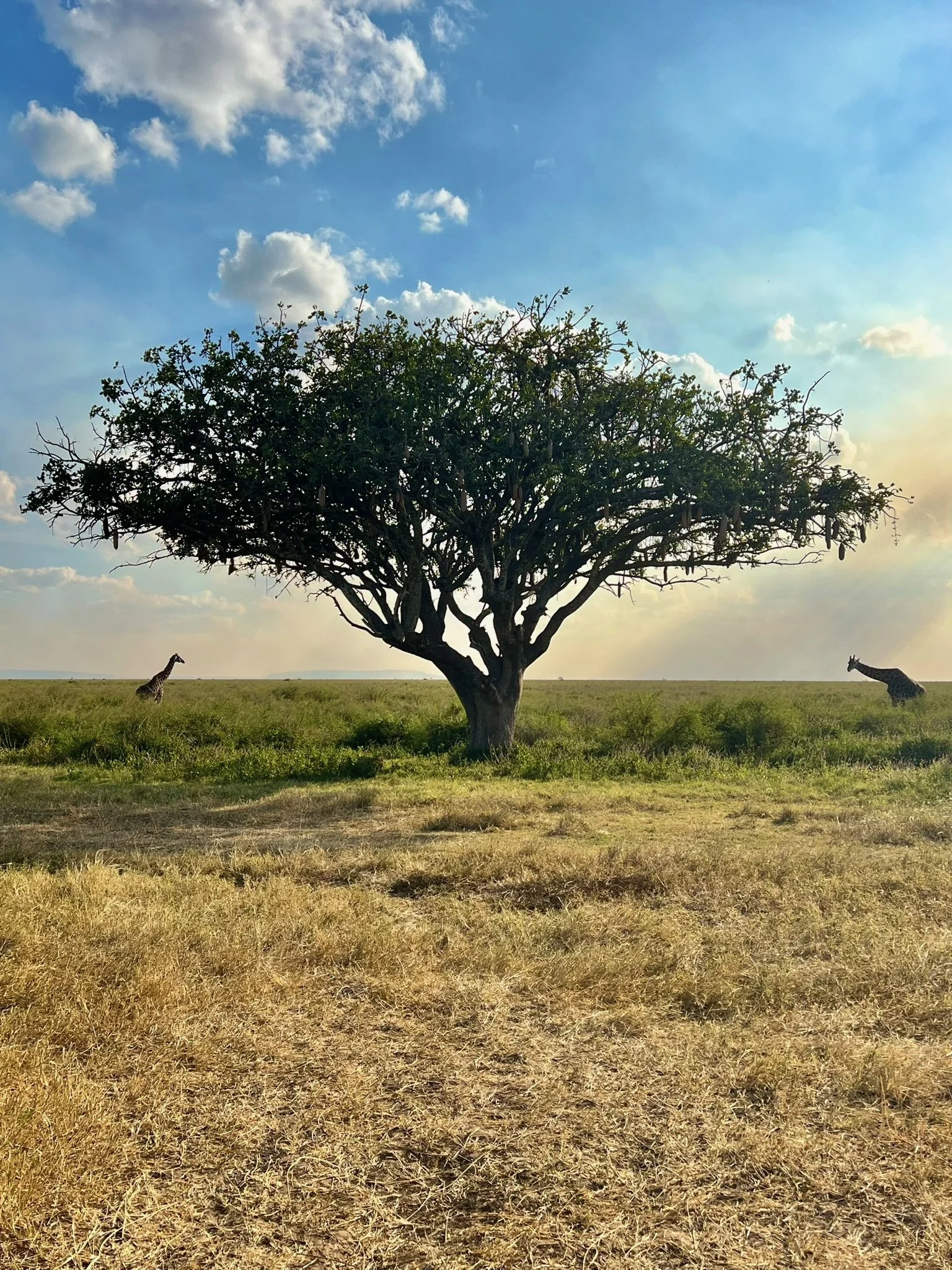 A solitary tree with a wide, flat canopy stands in the middle of a grassy plain. Two giraffes are visible on either side of the tree, one on the left and one on the right. The sky above is blue with scattered white clouds, and the horizon stretches far in the distance.