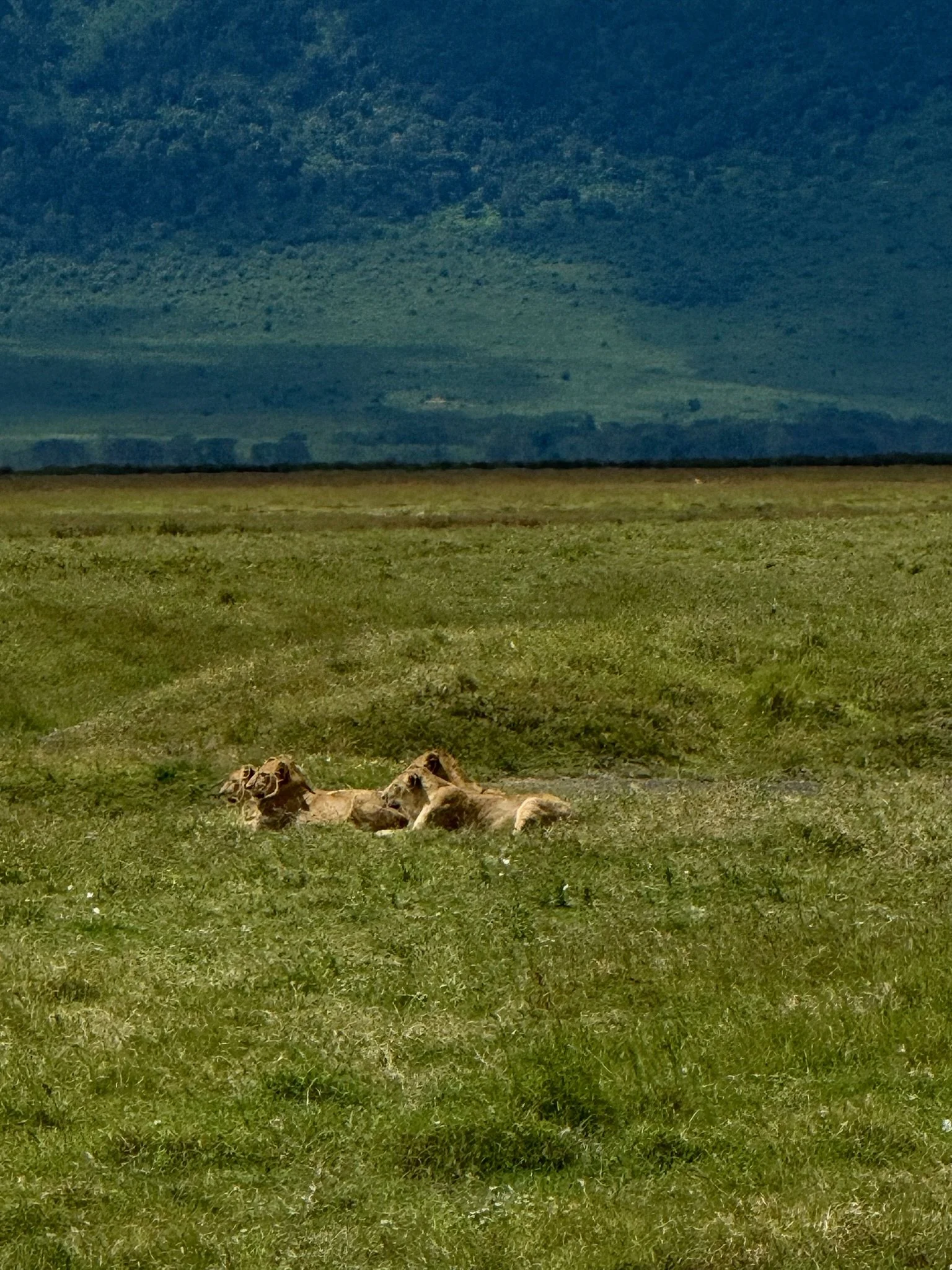 Two lions resting on green grass in an open landscape with a mountain range in the background.