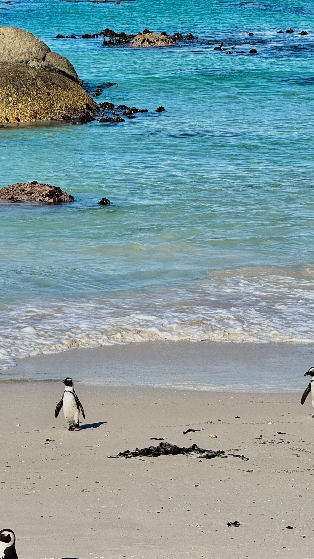 A beach scene with penguins walking on the sandy shore, with calm turquoise ocean water and rocks in the background.