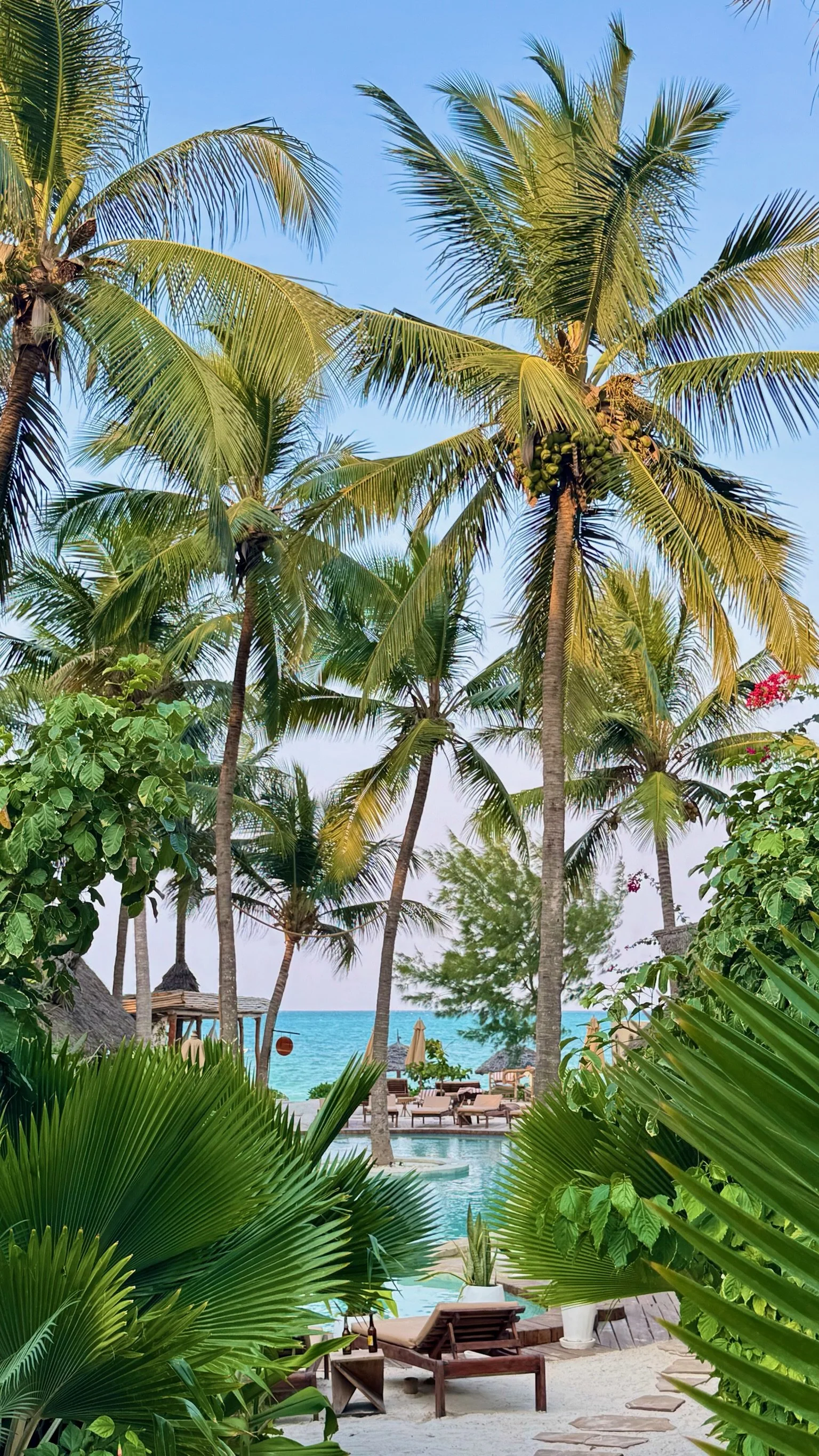 Tropical scene with palm trees, a swimming pool, lounge chairs, and the ocean in the background at a beach resort.