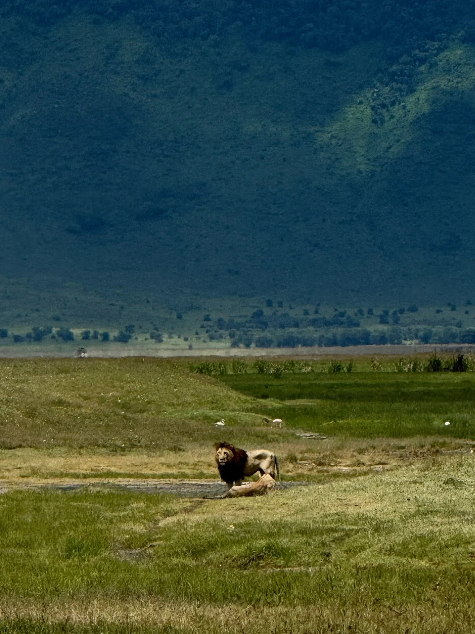 A lion standing on a grassy plain in a vast landscape with hills or mountains in the background under a cloudy sky.