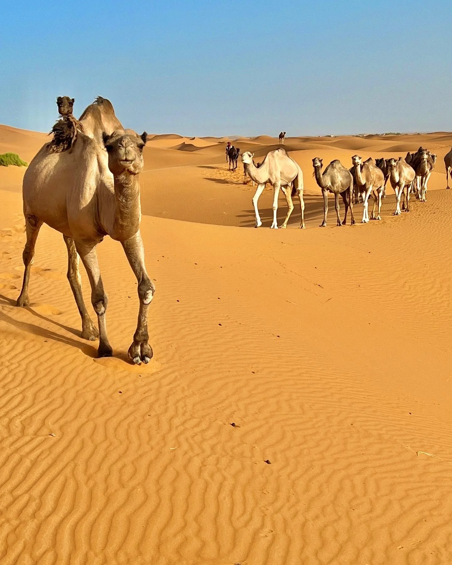 Camels walking in the desert with sand dunes and a clear blue sky.