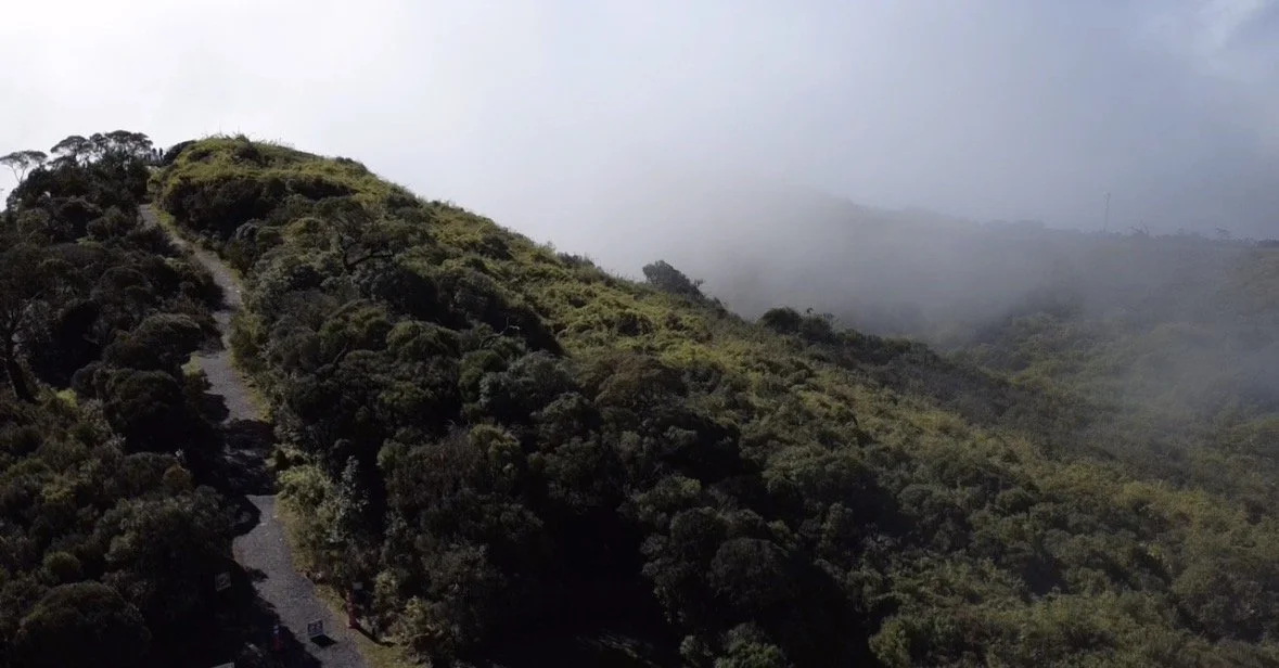 A foggy mountain landscape with lush green trees, a winding trail, and mist-covered hills in the background.