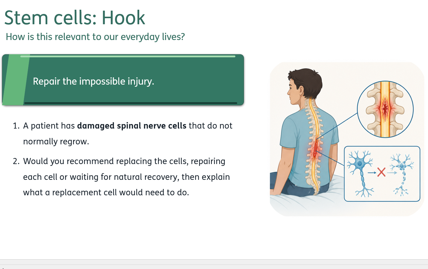 Teaching Efficiently GCSE Biology lesson resource illustrating damaged spinal nerve cells and nerve cell replacement.