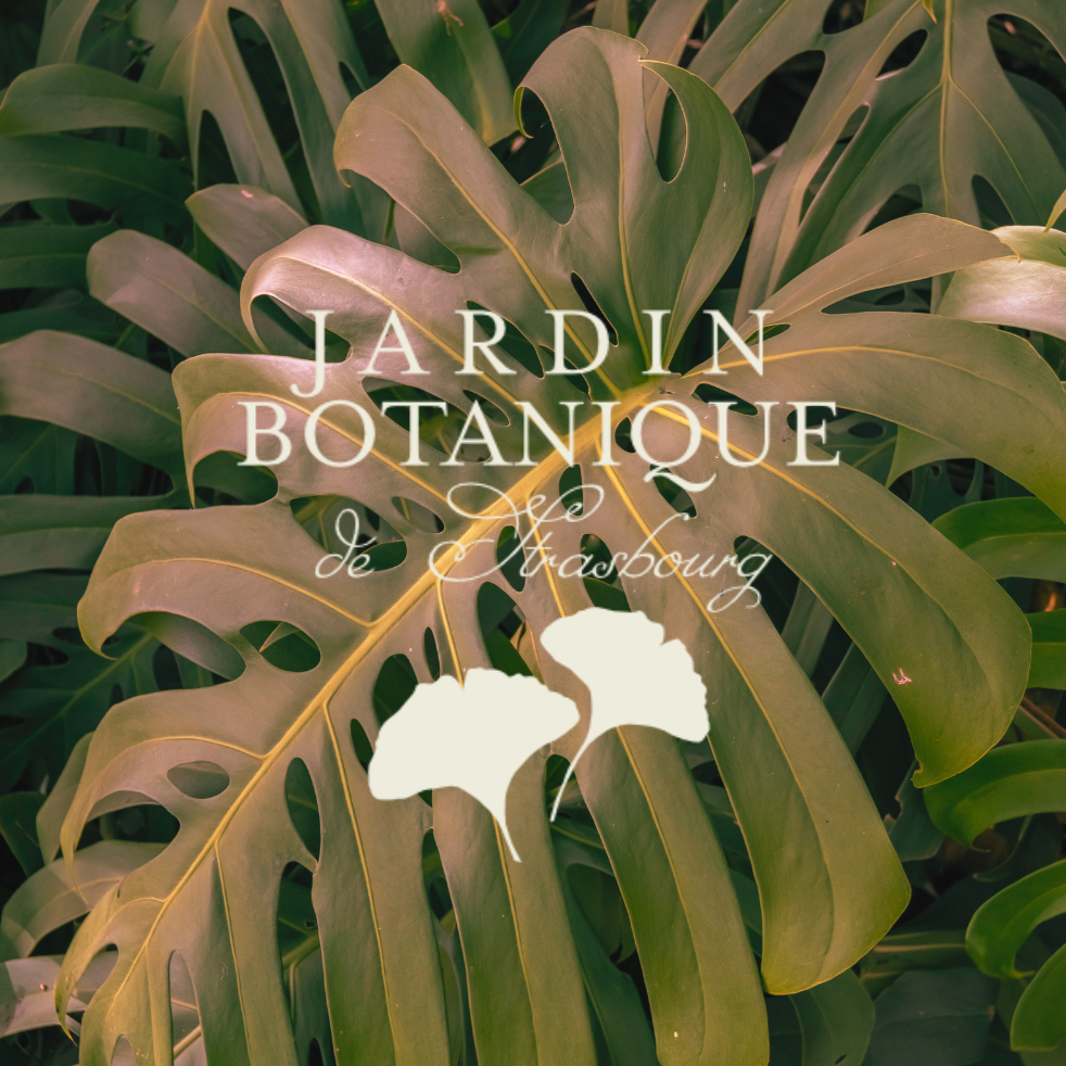 Une grande feuille verte de Monstera avec le texte "Jardin Botanique de Strasbourg" en overlay}}