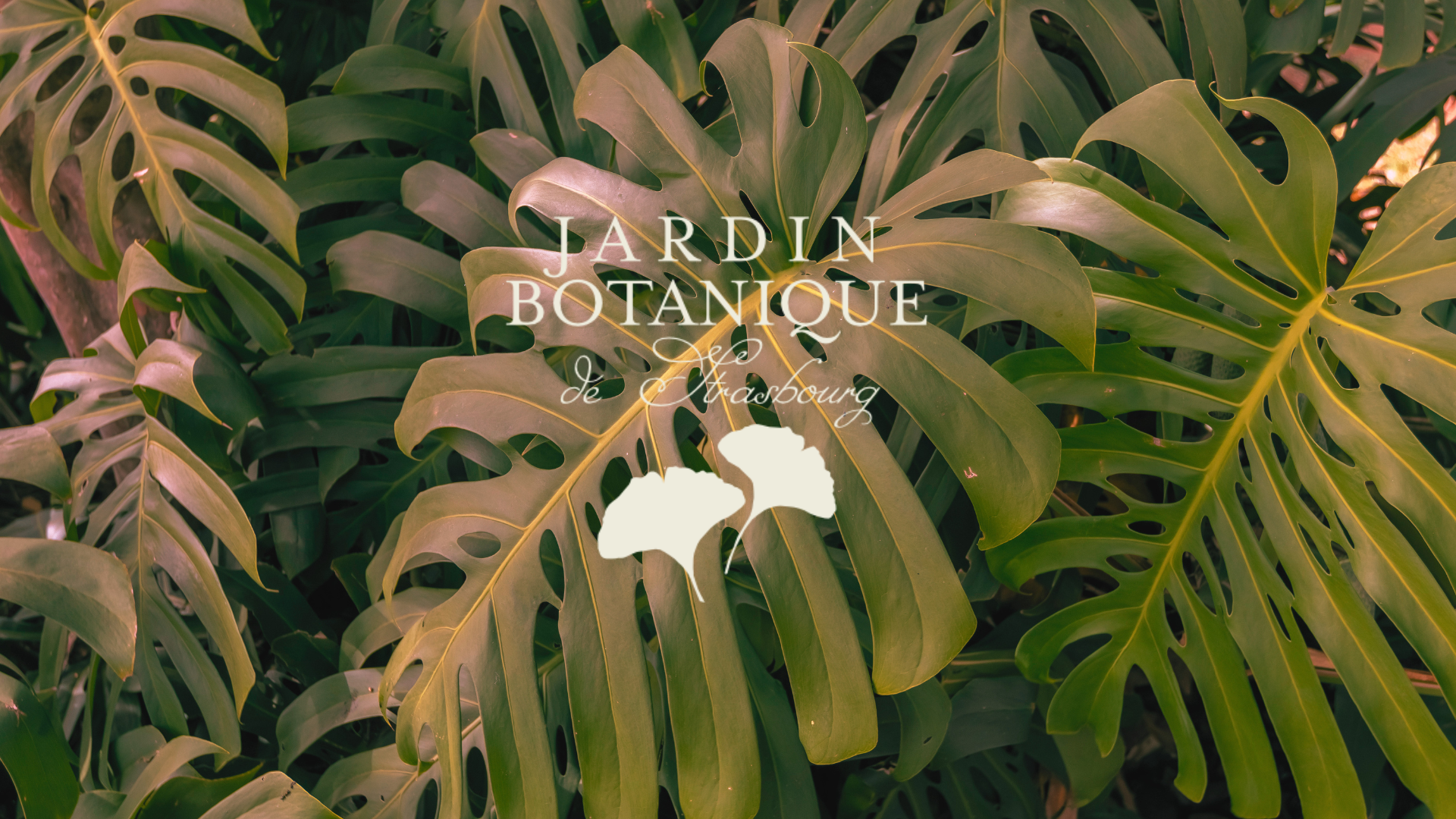Branding // Jardin Botanique