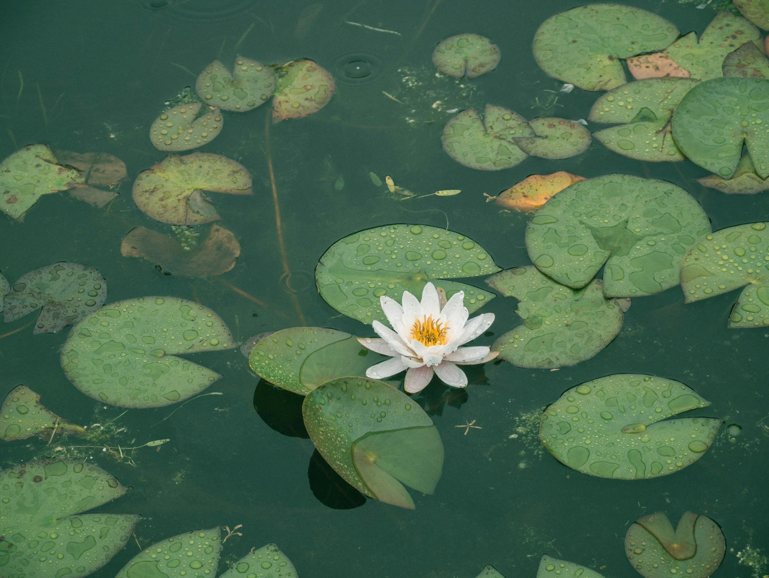 A pond with green lily pads covered in water droplets and a white water lily flower in bloom.