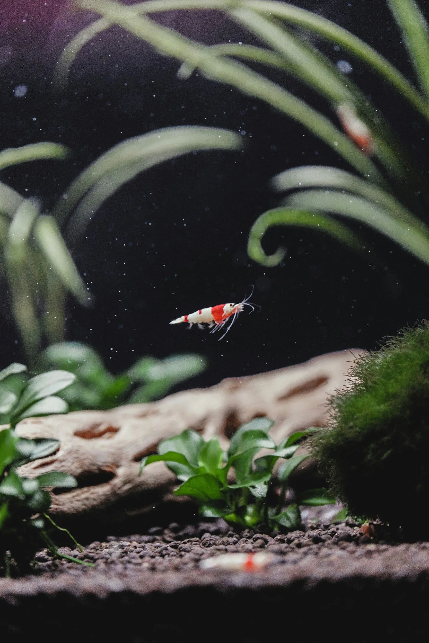 Close-up of a small red and white shrimp in an aquarium, surrounded by aquatic plants and gravel substrate.