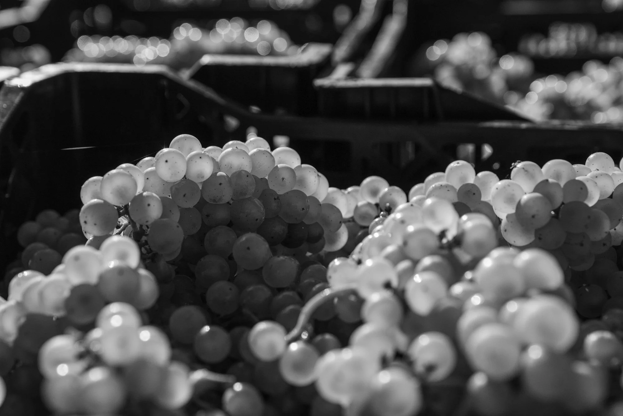 Raimes - English Wine