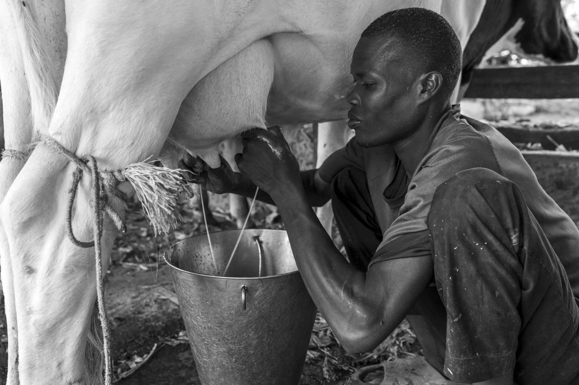 Uganda farming 6.jpg