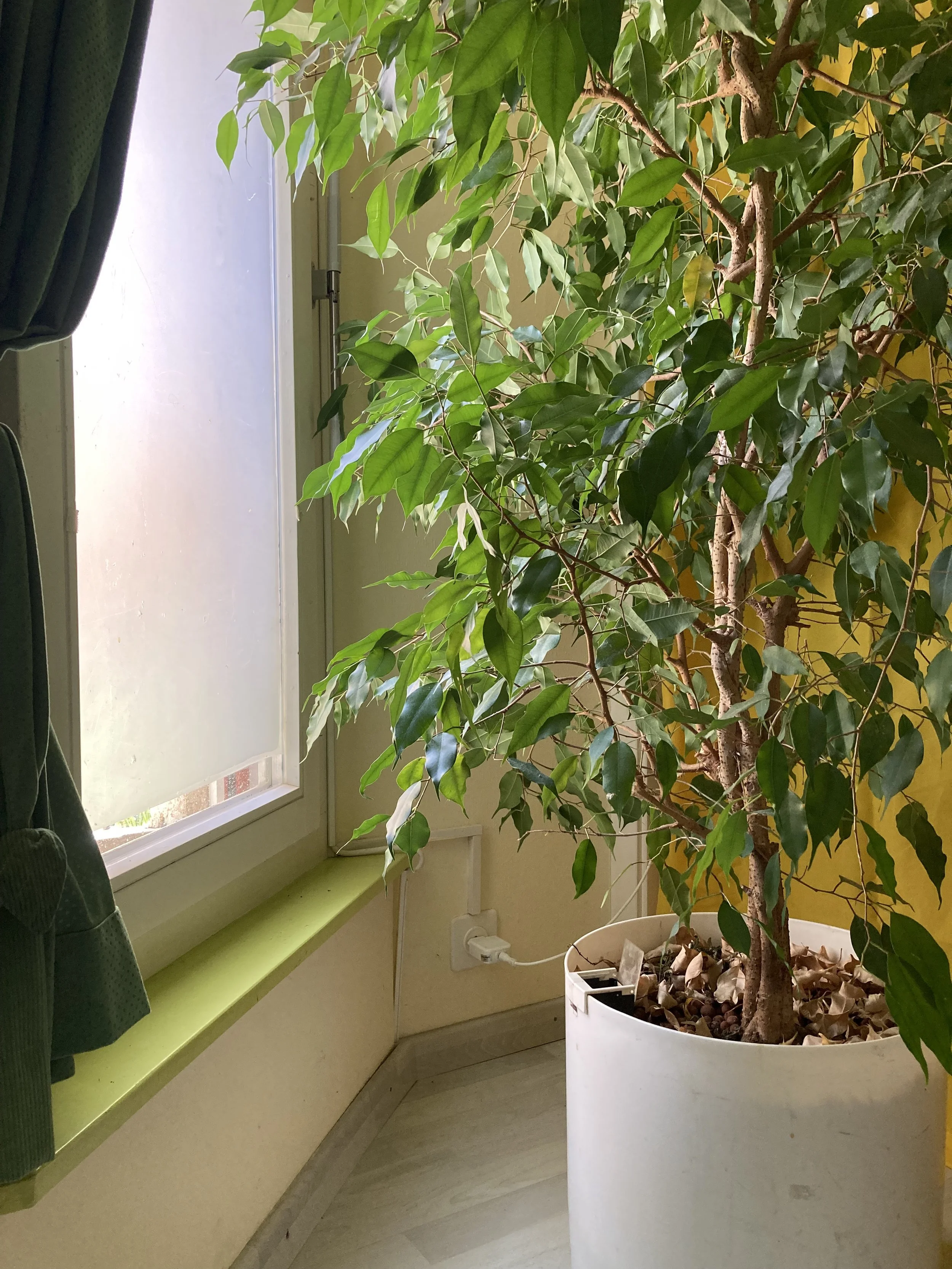 Une grande plante verte dans un pot blanc placé à côté d'une fenêtre dans une pièce lumineuse.