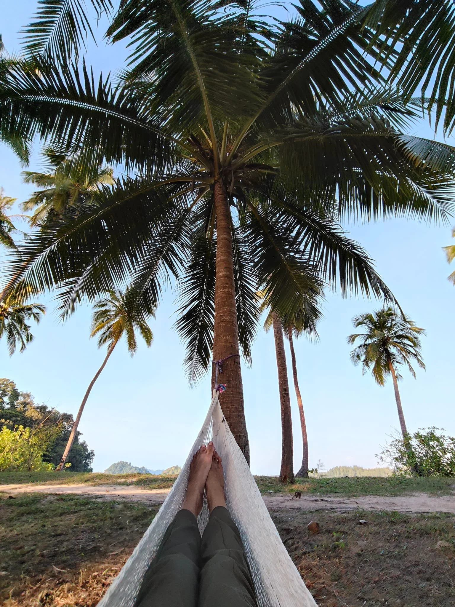 Person lying in a hammock between palm trees in a tropical setting, with blue sky and distant mountains in the background.