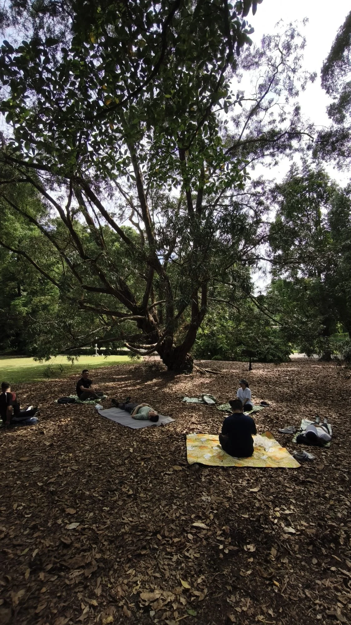 People practicing yoga or meditation under a large tree in a park.