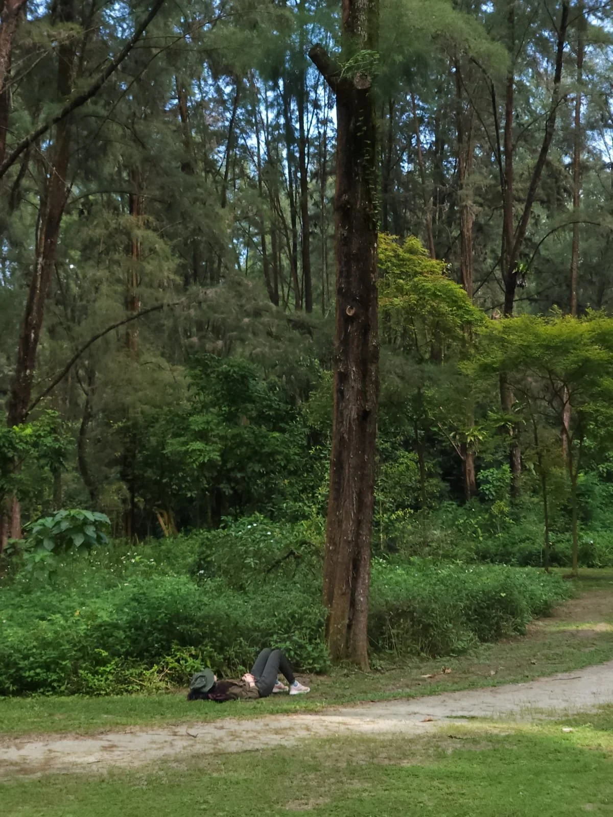 Forest Bathing