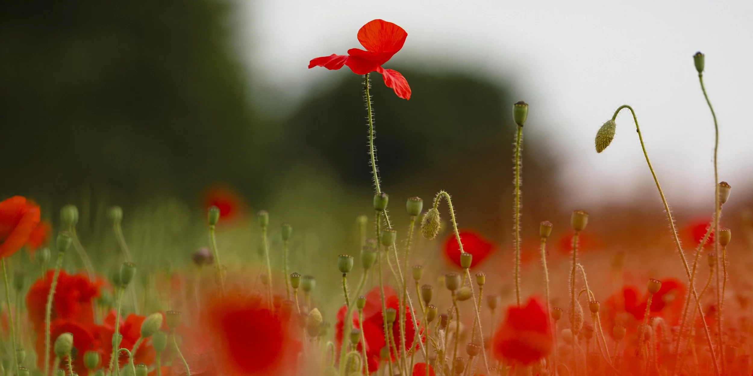 A close-up of a red poppy flower amidst numerous poppy buds and flowers in a field, with a blurred background.