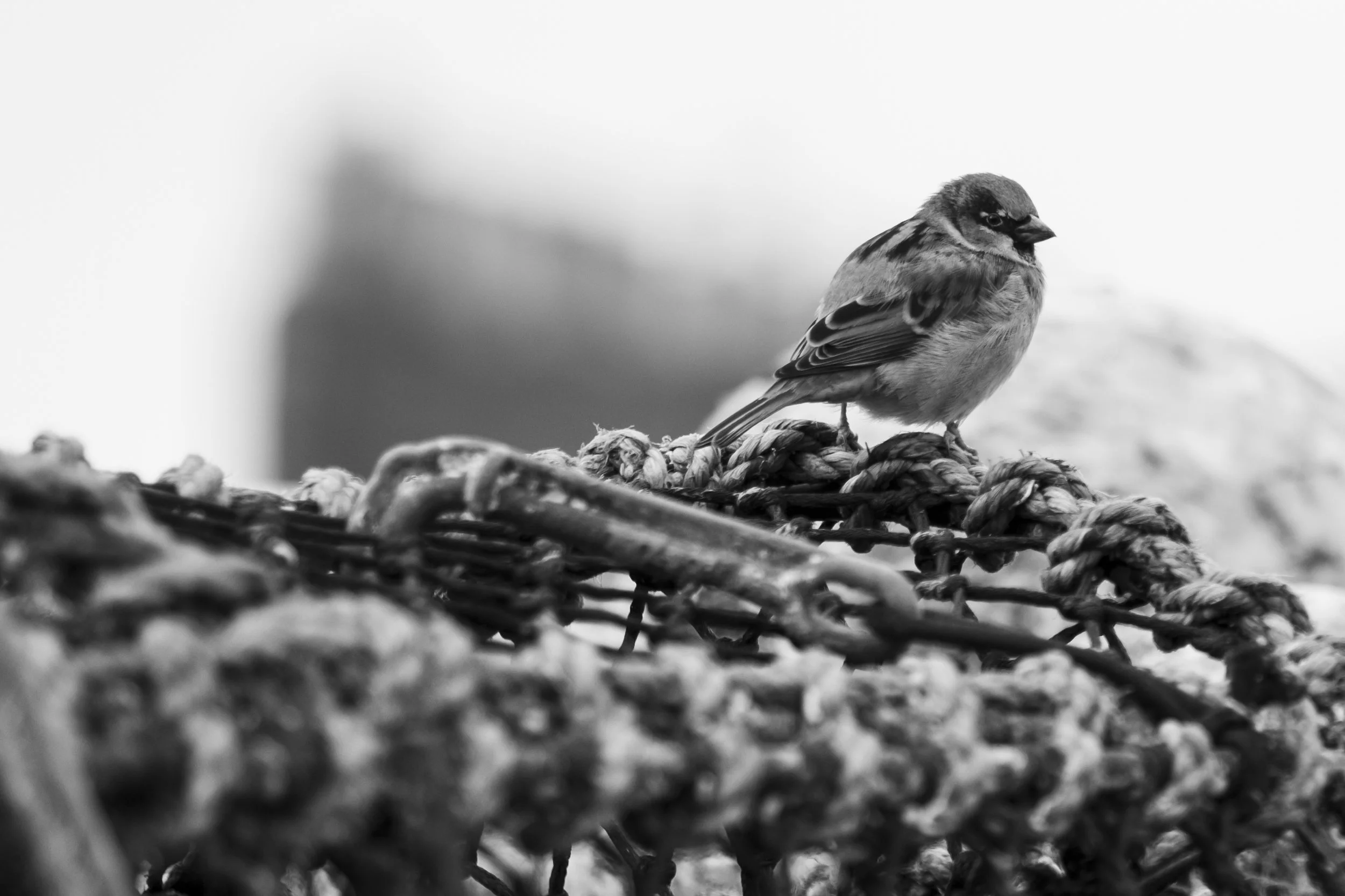 A small bird, possibly a sparrow, perched on a thick rope or bundle of rope.