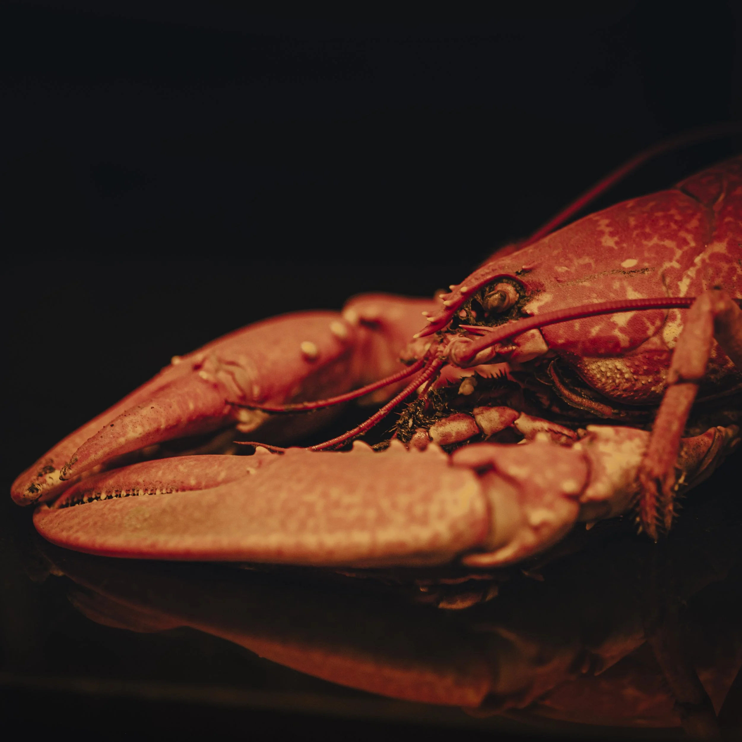 Close-up of a lobster with reddish-orange shell against a black background.