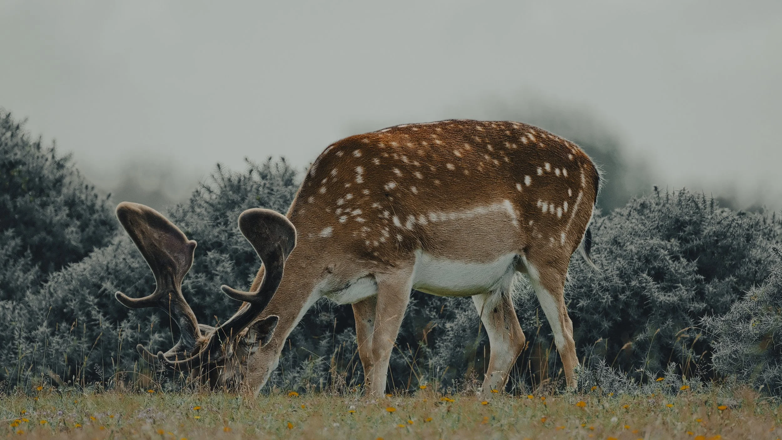 A deer grazing in a field with bushes and fog in the background.