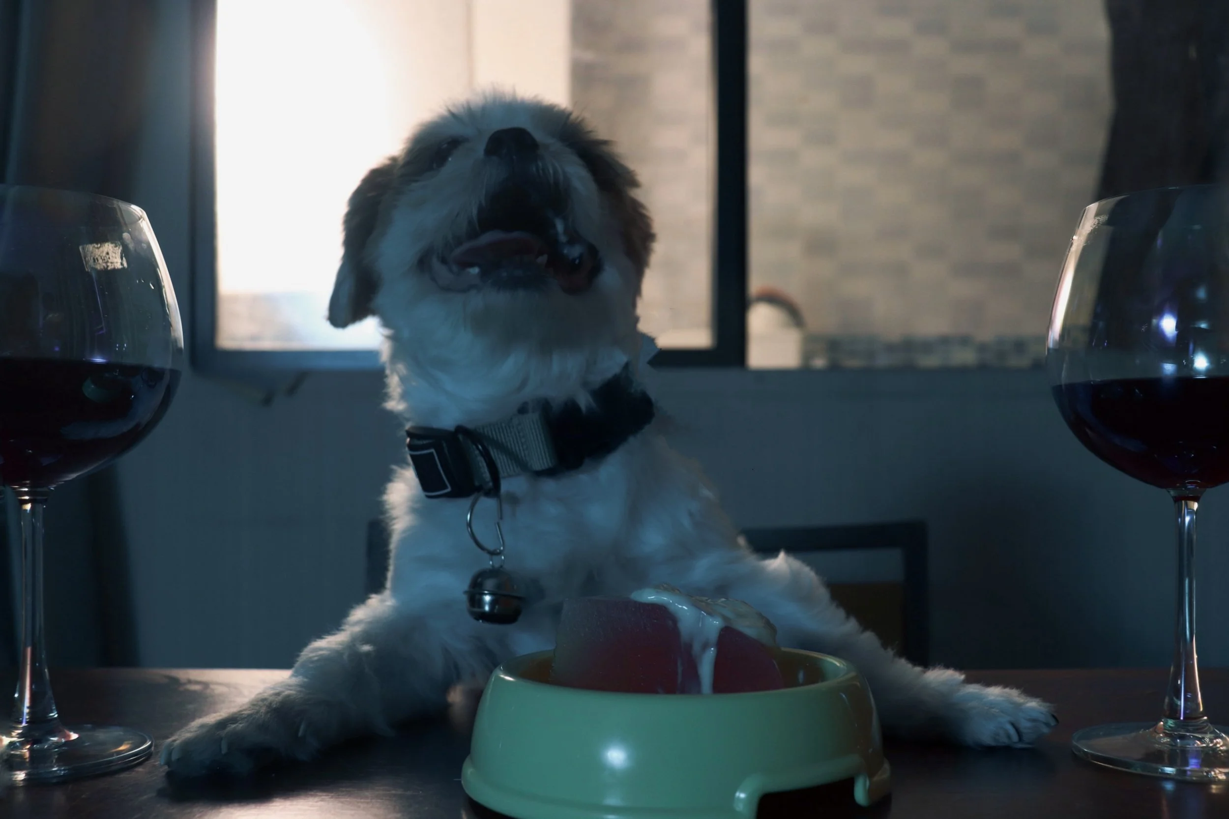 A fluffy dog with a collar sitting at a dining table with two glasses of red wine and a bowl of food, inside a room with a window and a brick wall in the background.