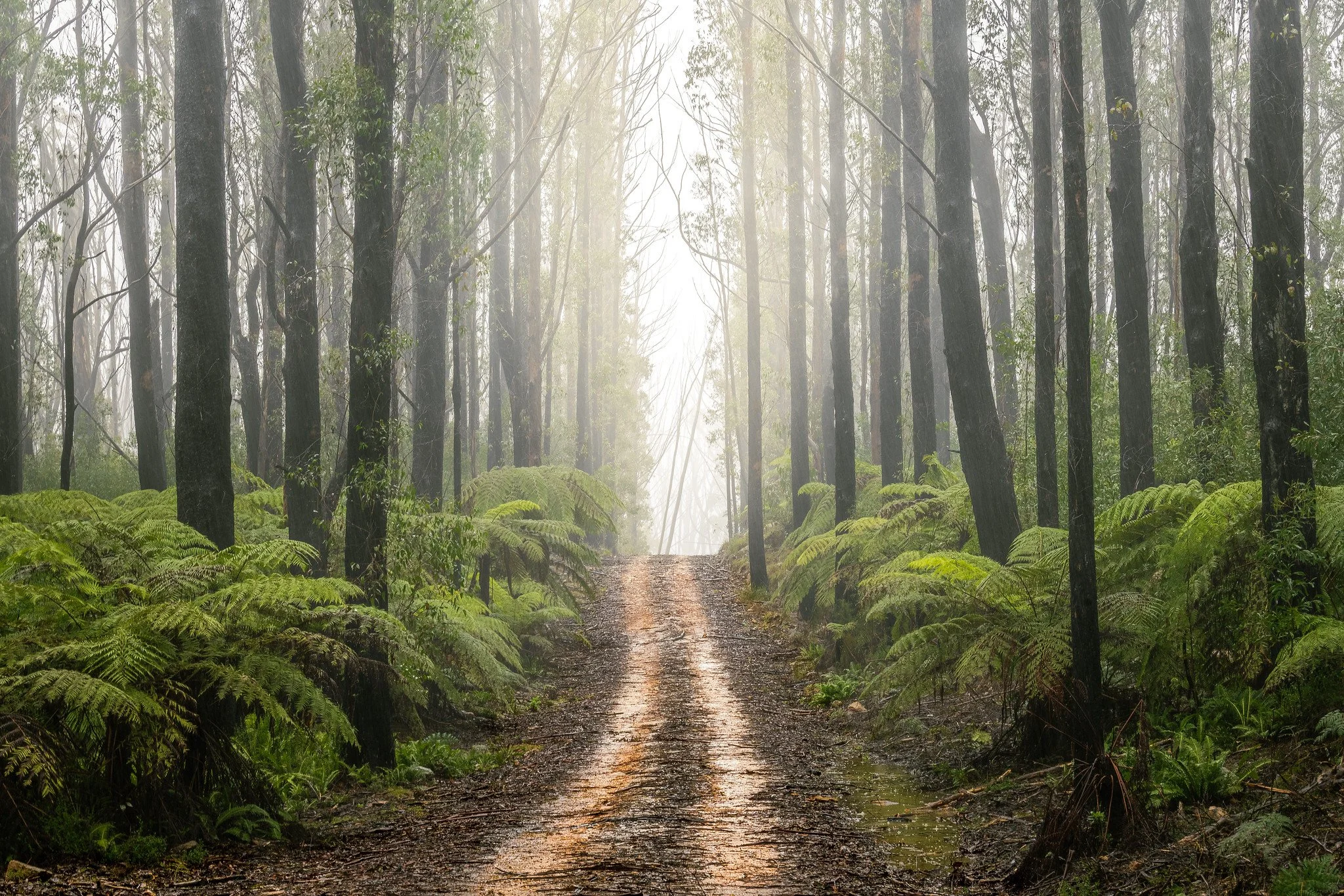 
Monga National Park, NSW