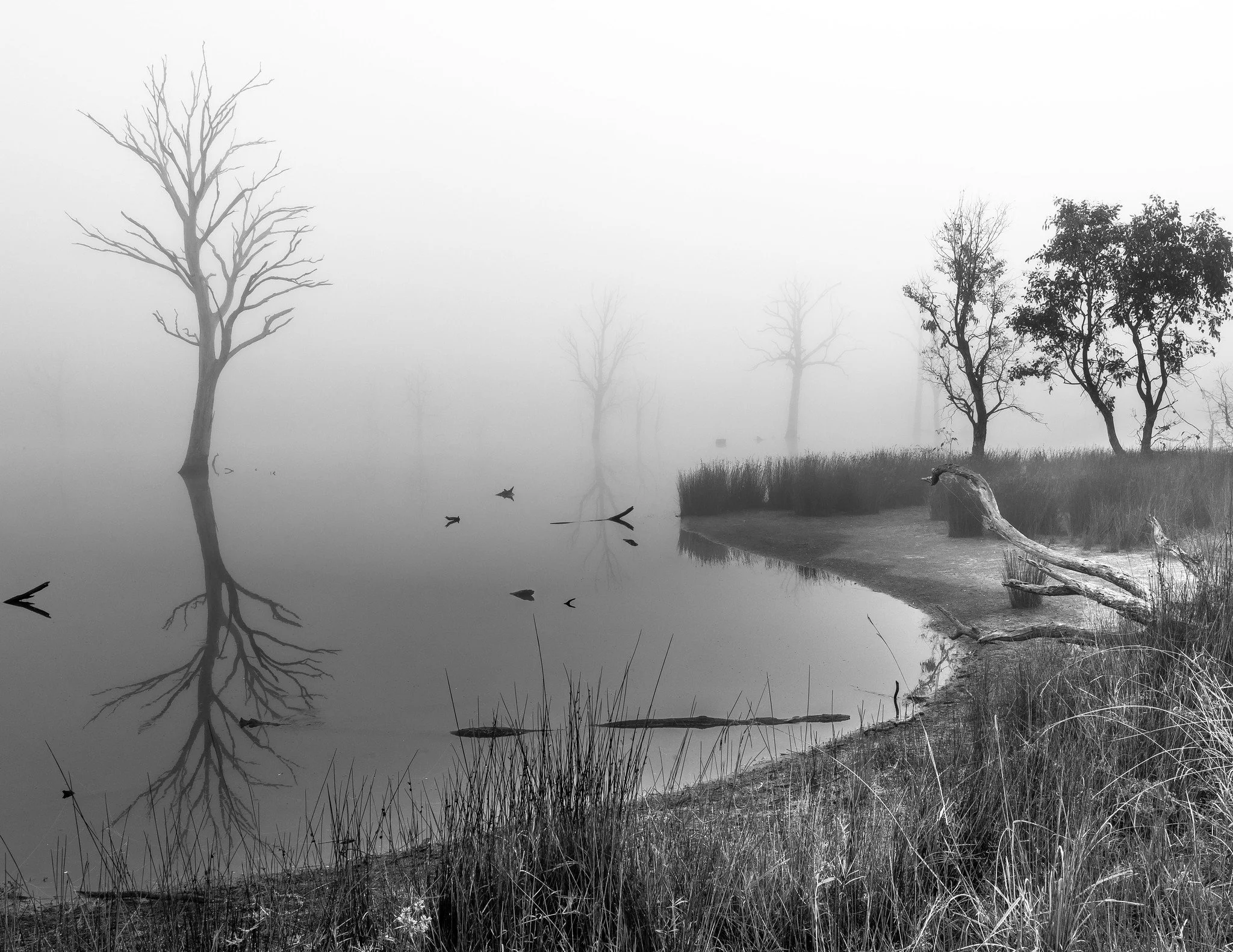 Mulligans Flat Nature Reserve, Canberra, ACT