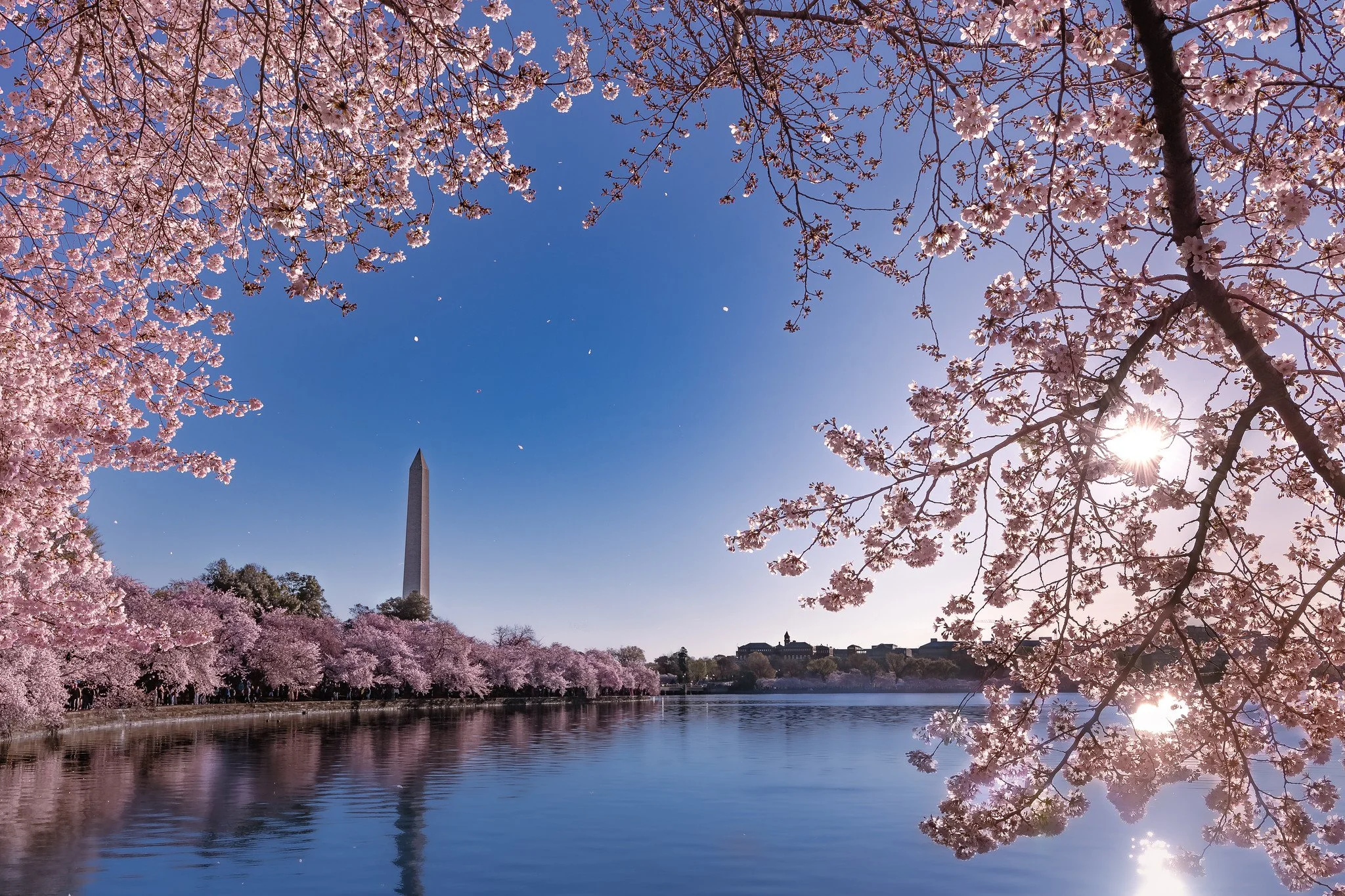 Cherry Blossoms, Washington DC