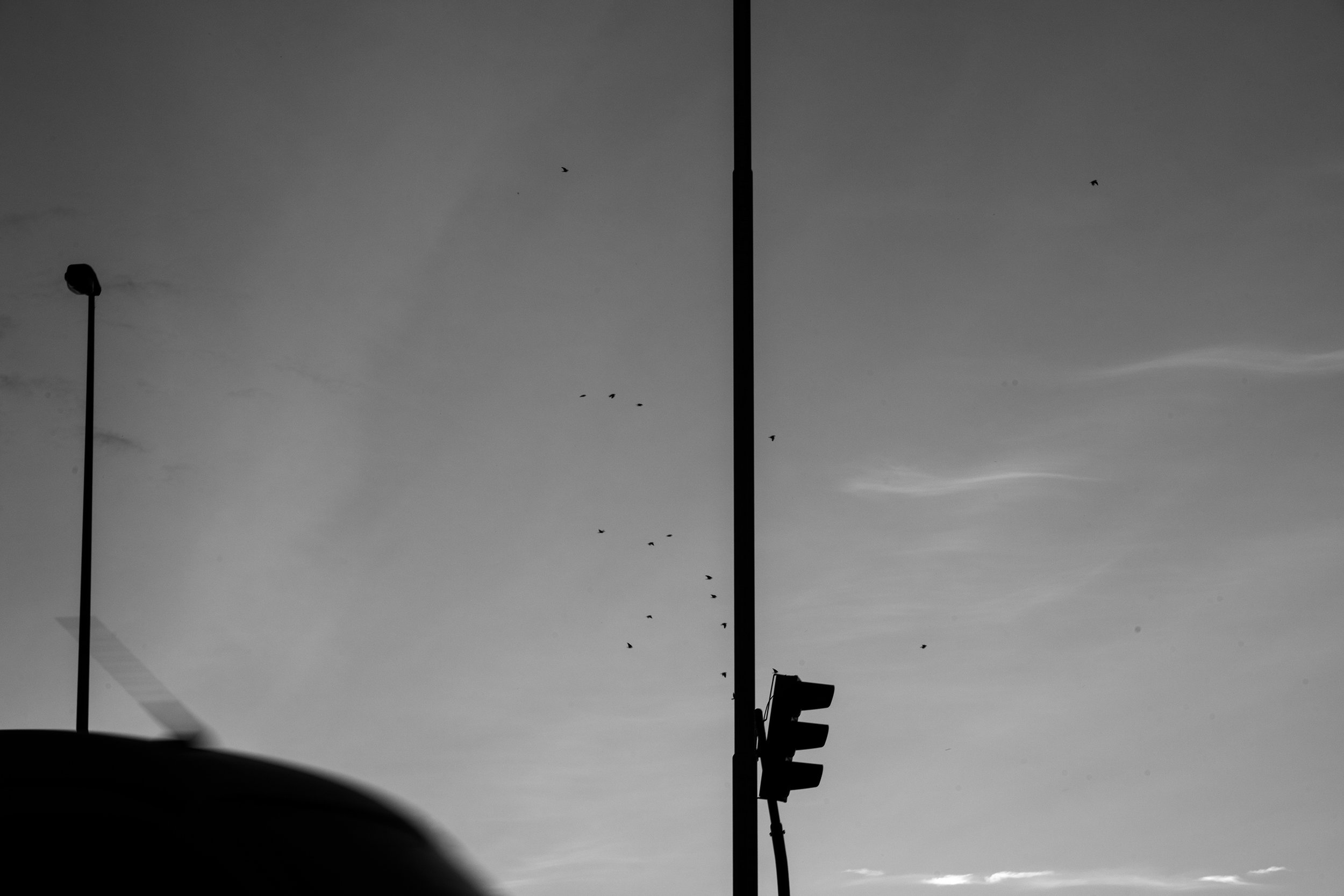 MSC_8981.jpg