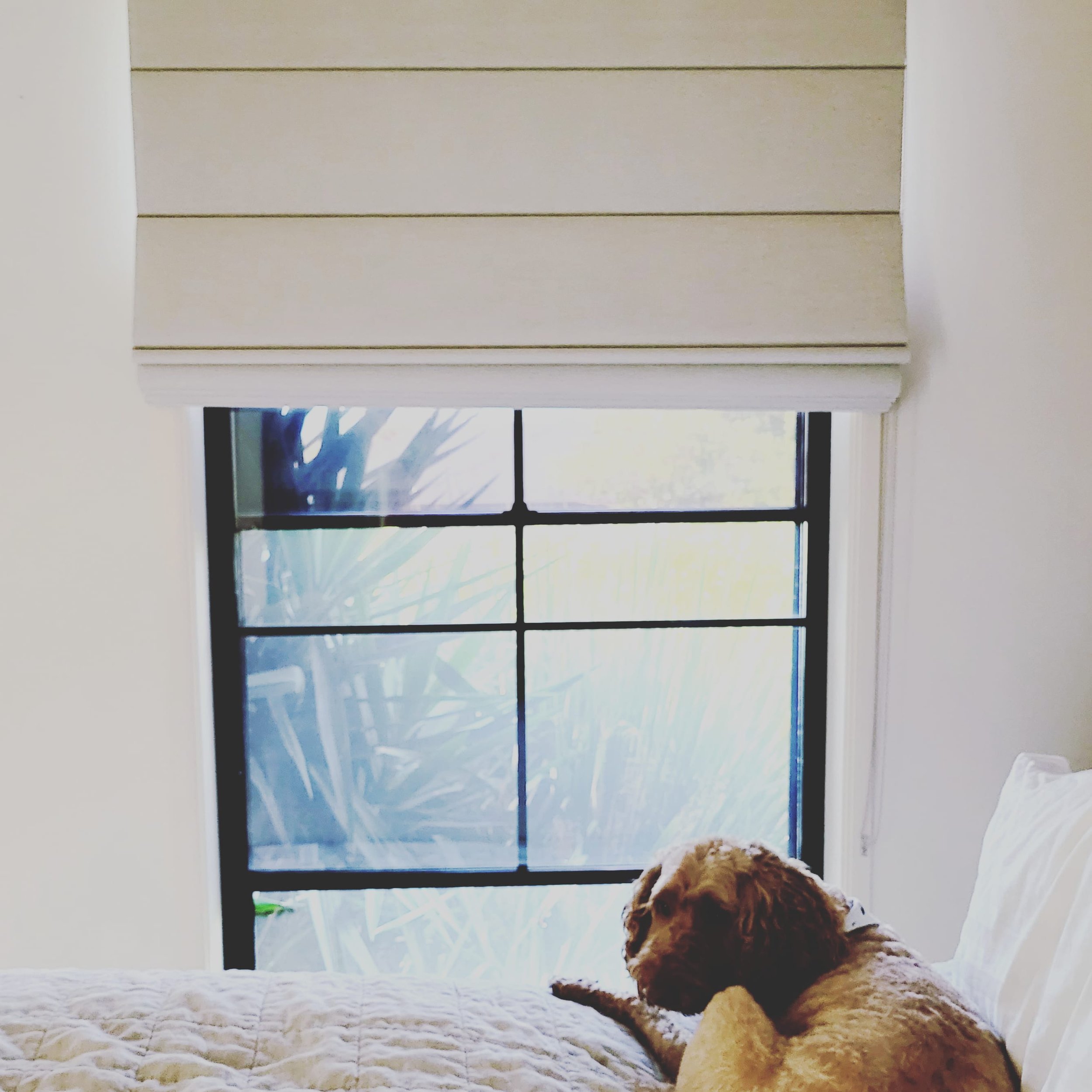 Roman Blinds