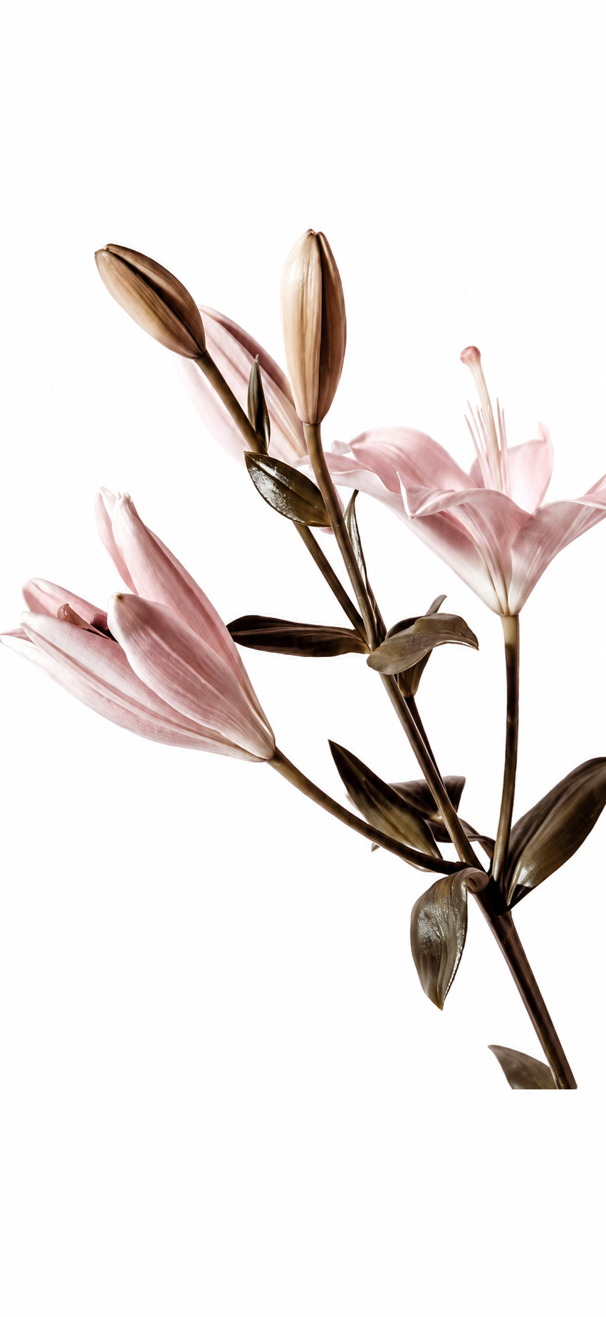 A close-up of pink lilies with some buds on a white background.