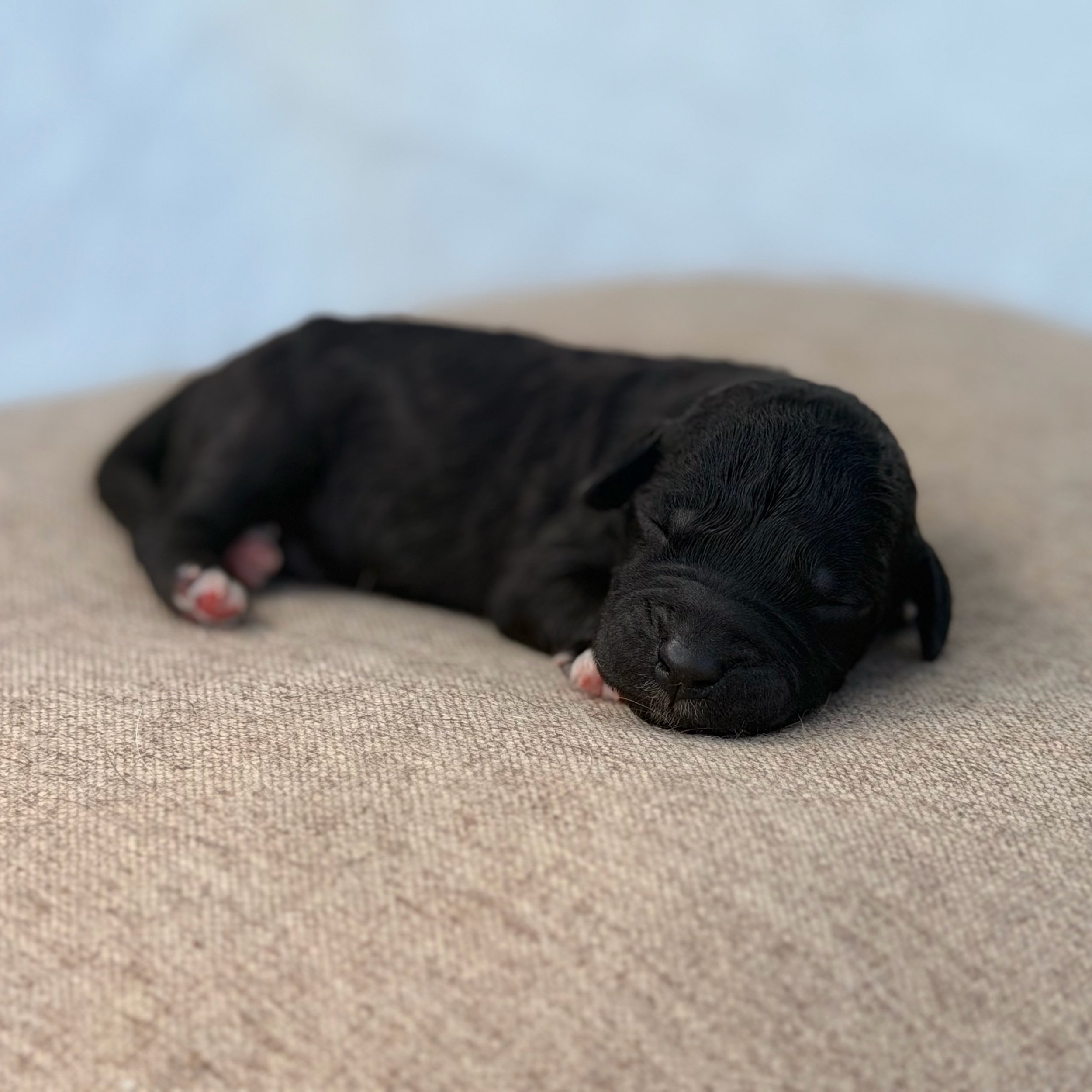 Bagel - Bedlington Terrier