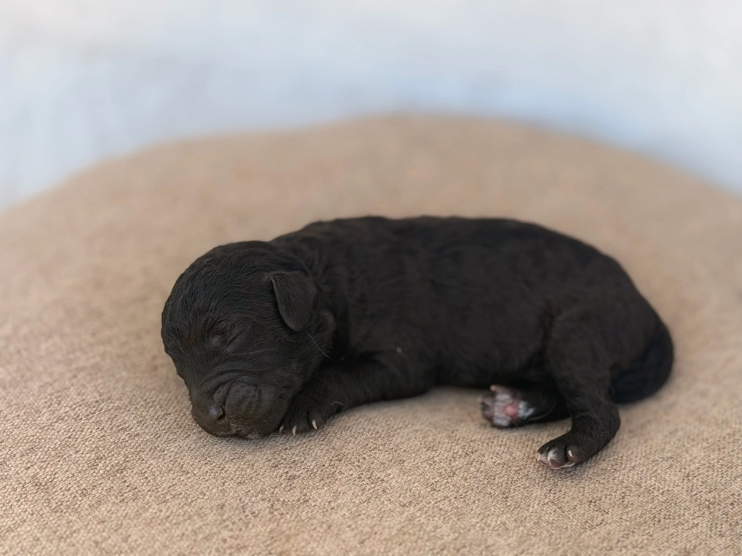 Muffin - Bedlington Terrier