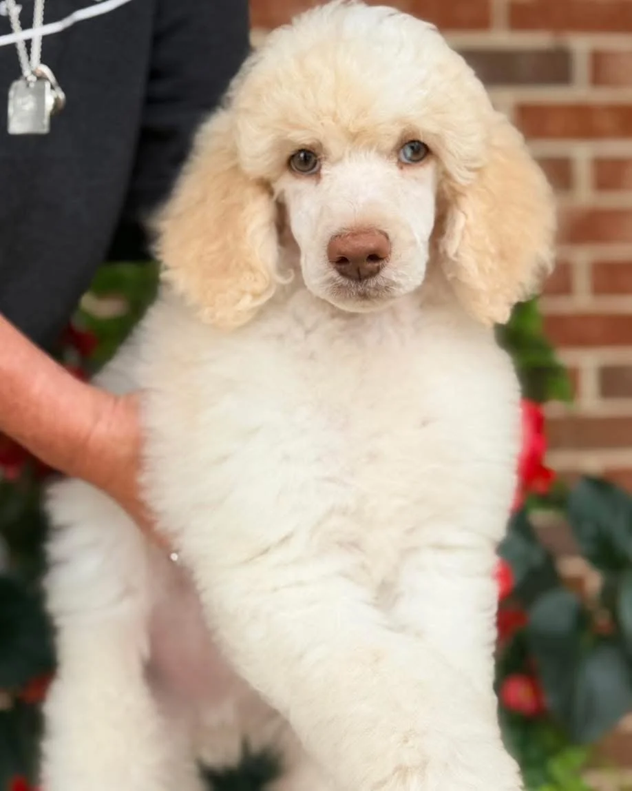 Uno - Standard Poodle