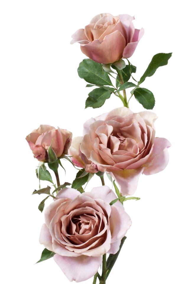 Three pink roses with green leaves on a black background.