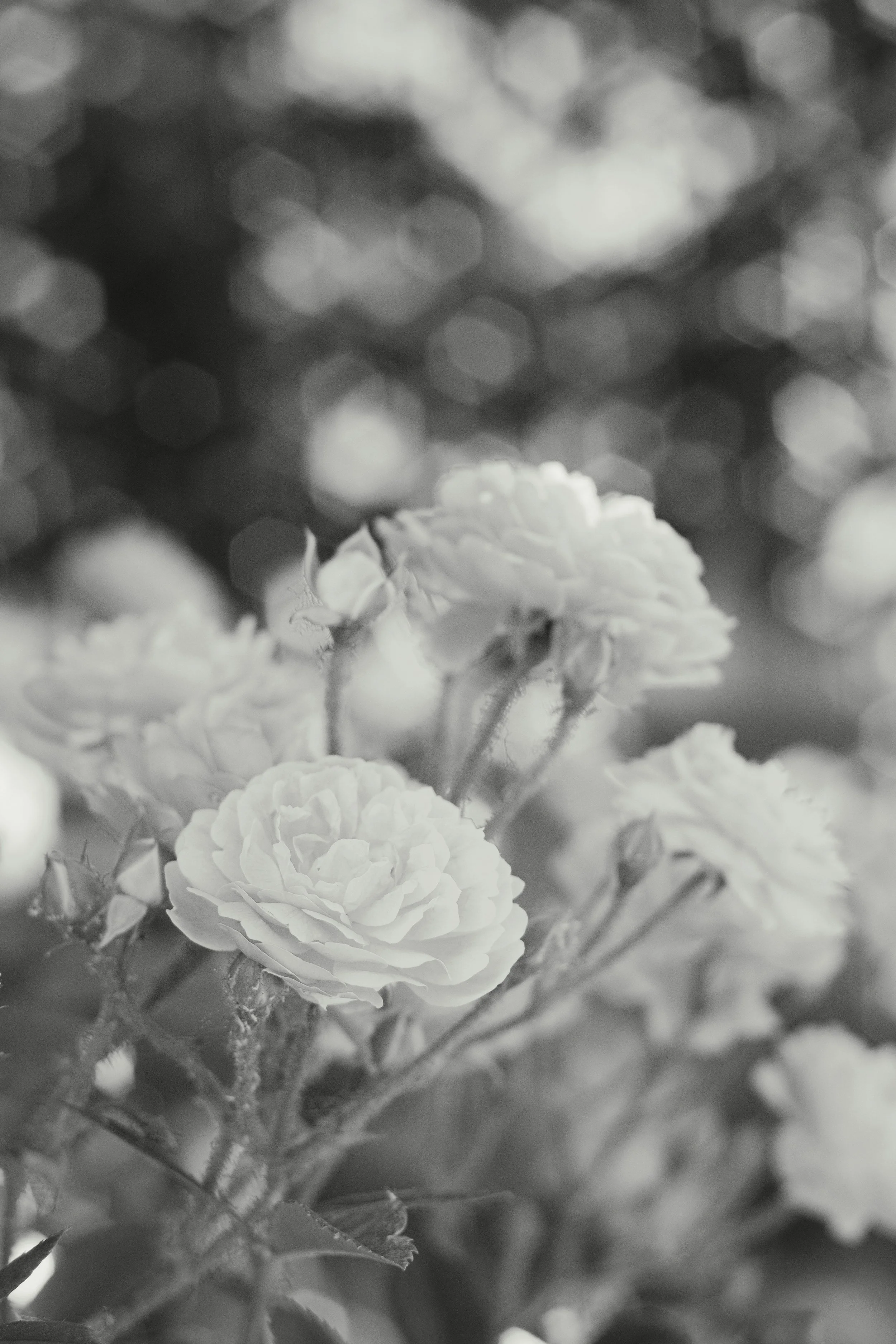 Close-up of a bunch of small, delicate flowers with frilly petals in black and white